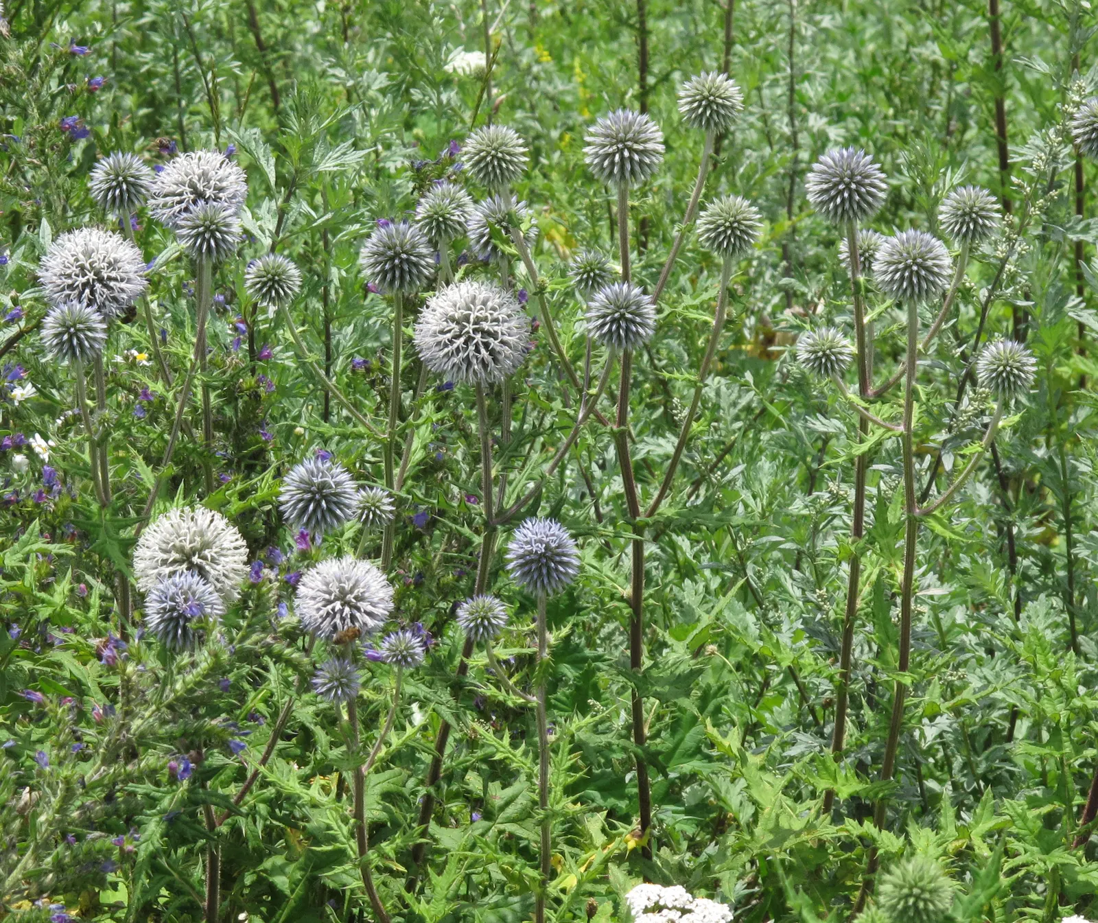 Globe Thistle (Echinops Ritro Ruthenicus) — and is best situated in full sun exposers; these blossoms rest atop stiff, image 106