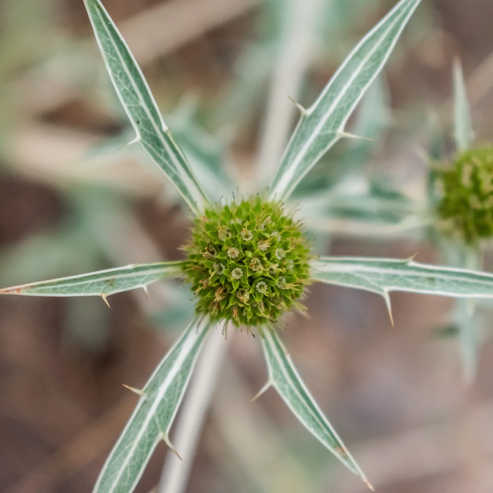 Globe Thistle (Echinops Ritro Ruthenicus) — and is best situated in full sun exposers; these blossoms rest atop stiff, image 164