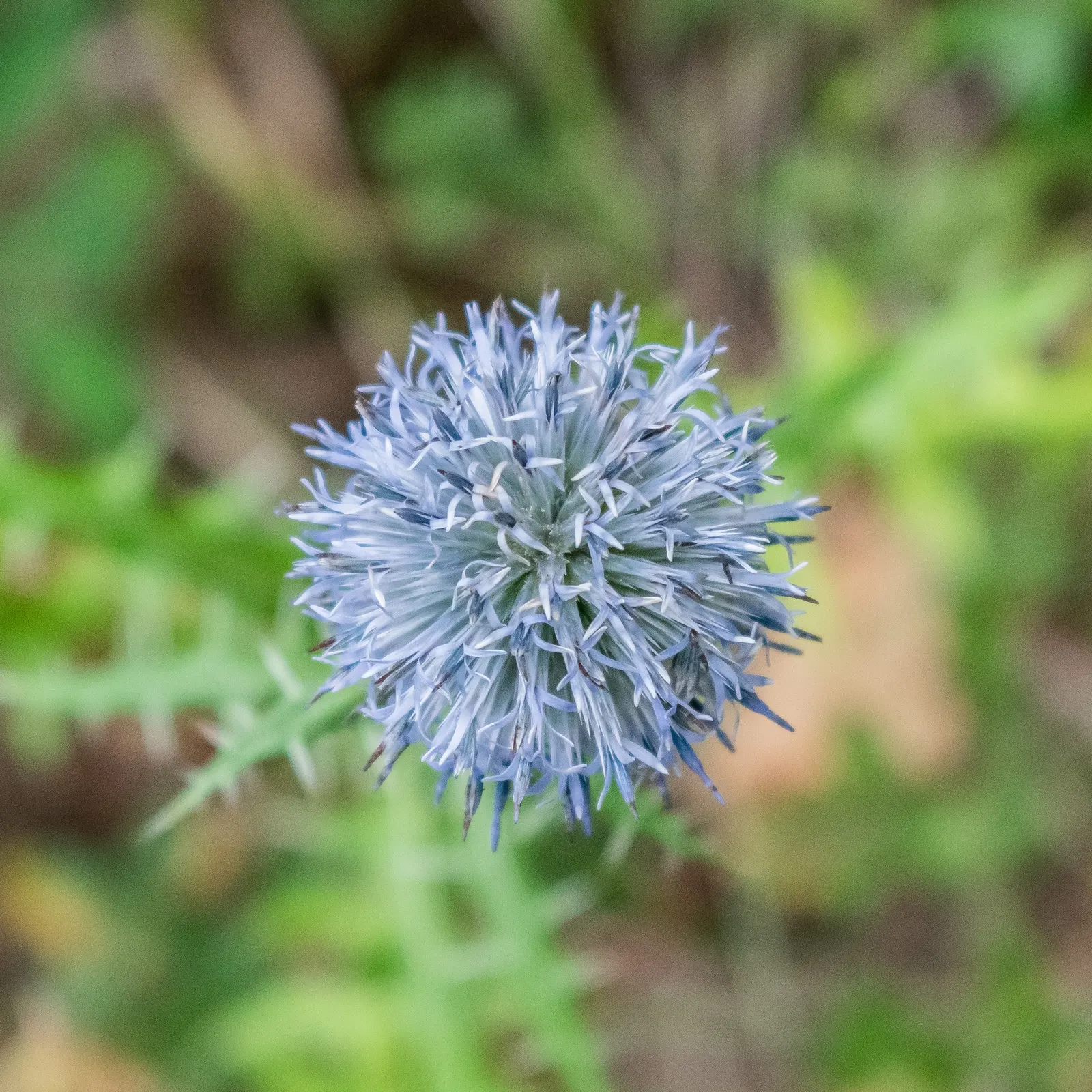 Globe Thistle (Echinops Ritro Ruthenicus) — Drought-resistant and preferring full sun, it thrives in USDA zones 3-8; metallic blue flower heads, image 150