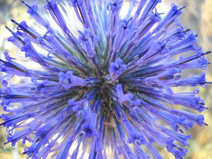 Globe Thistle (Echinops Ritro Ruthenicus) — deeply lobed foliage that stretches on stems rising to a stately height of 2 to 3 feet, image 44