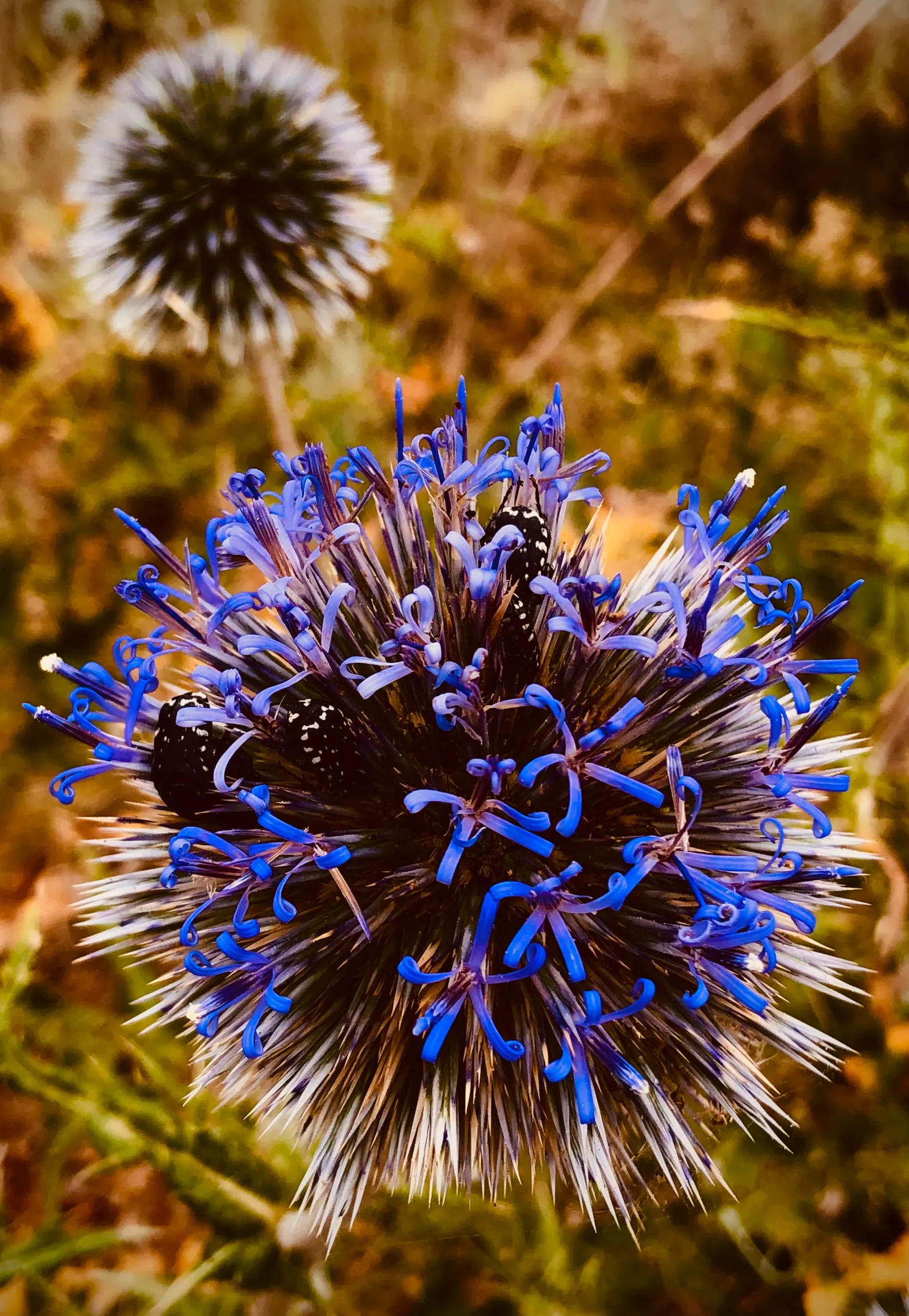 Globe Thistle (Echinops Ritro Ruthenicus) — annual / wildflower for full