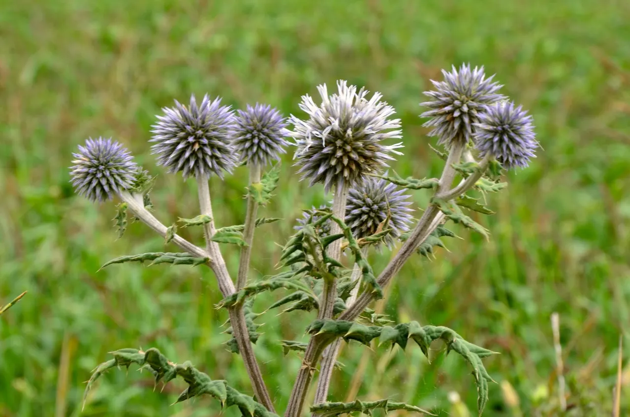 Globe Thistle (Echinops Ritro Ruthenicus) — metallic blue flower heads atop silvery; demonstrating a robust tolerance to drought conditions once, image 61