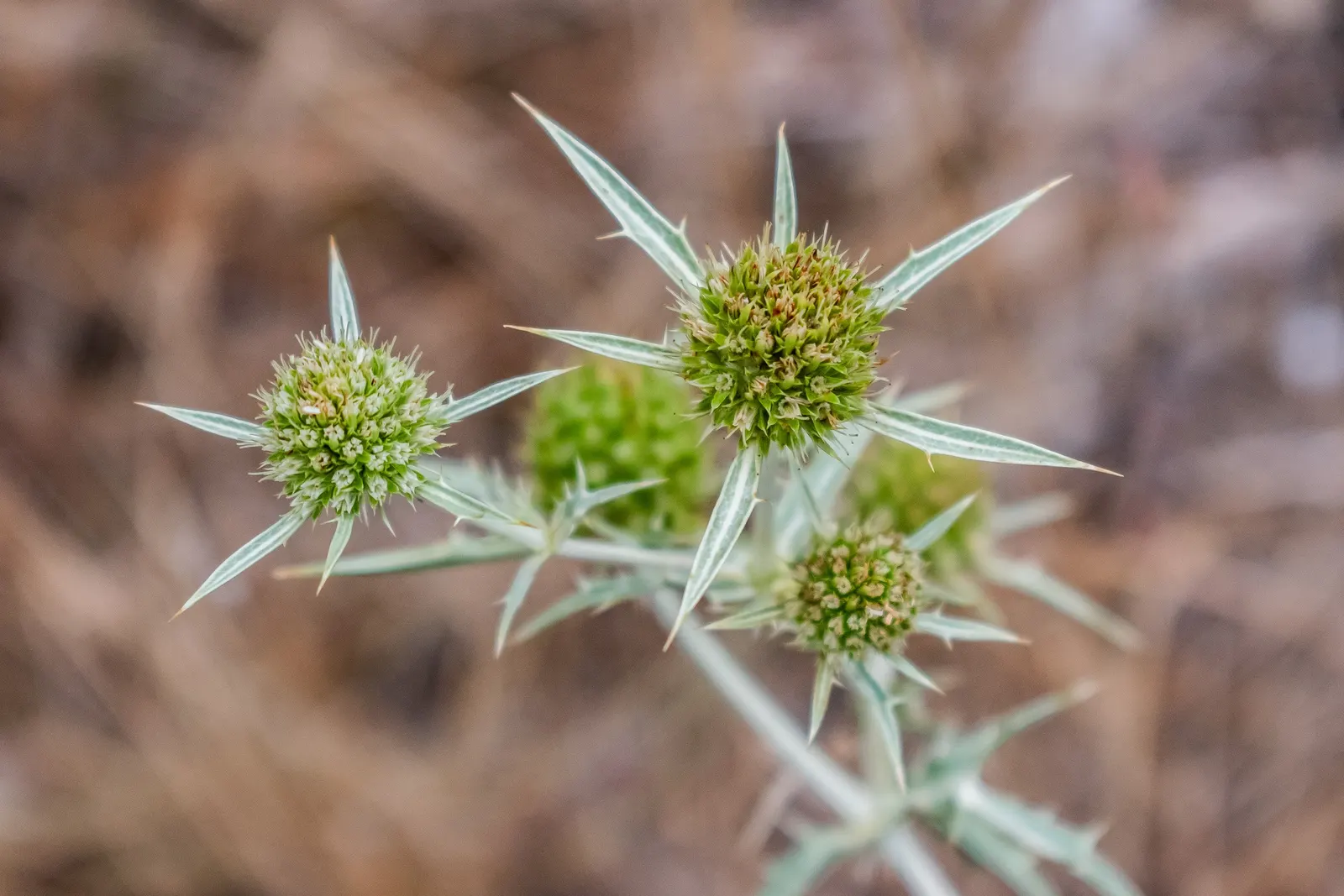 Globe Thistle (Echinops Ritro Ruthenicus) — Its blooms make excellent cut flowers or dried arrangements; hailing from the Asteraceae family, image 93