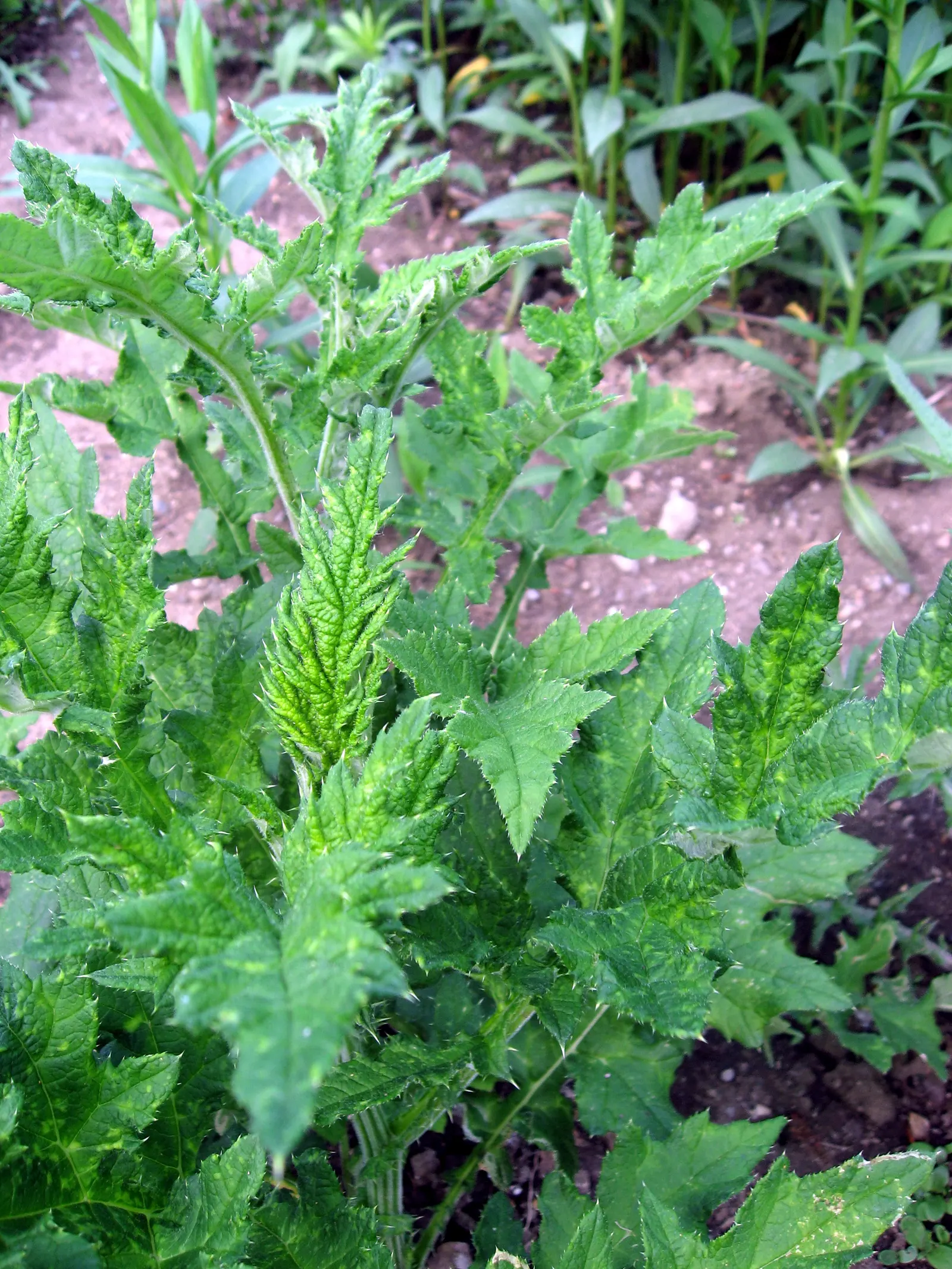 Globe Thistle (Echinops Ritro Ruthenicus) — deeply lobed foliage that stretches on stems rising to a stately height of 2 to 3 feet