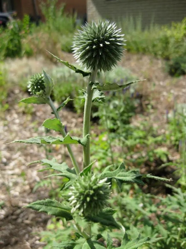 Globe Thistle (Echinops Ritro Ruthenicus) — These blossoms rest atop stiff; ideal for xeriscapes and gravel gardens, image 159