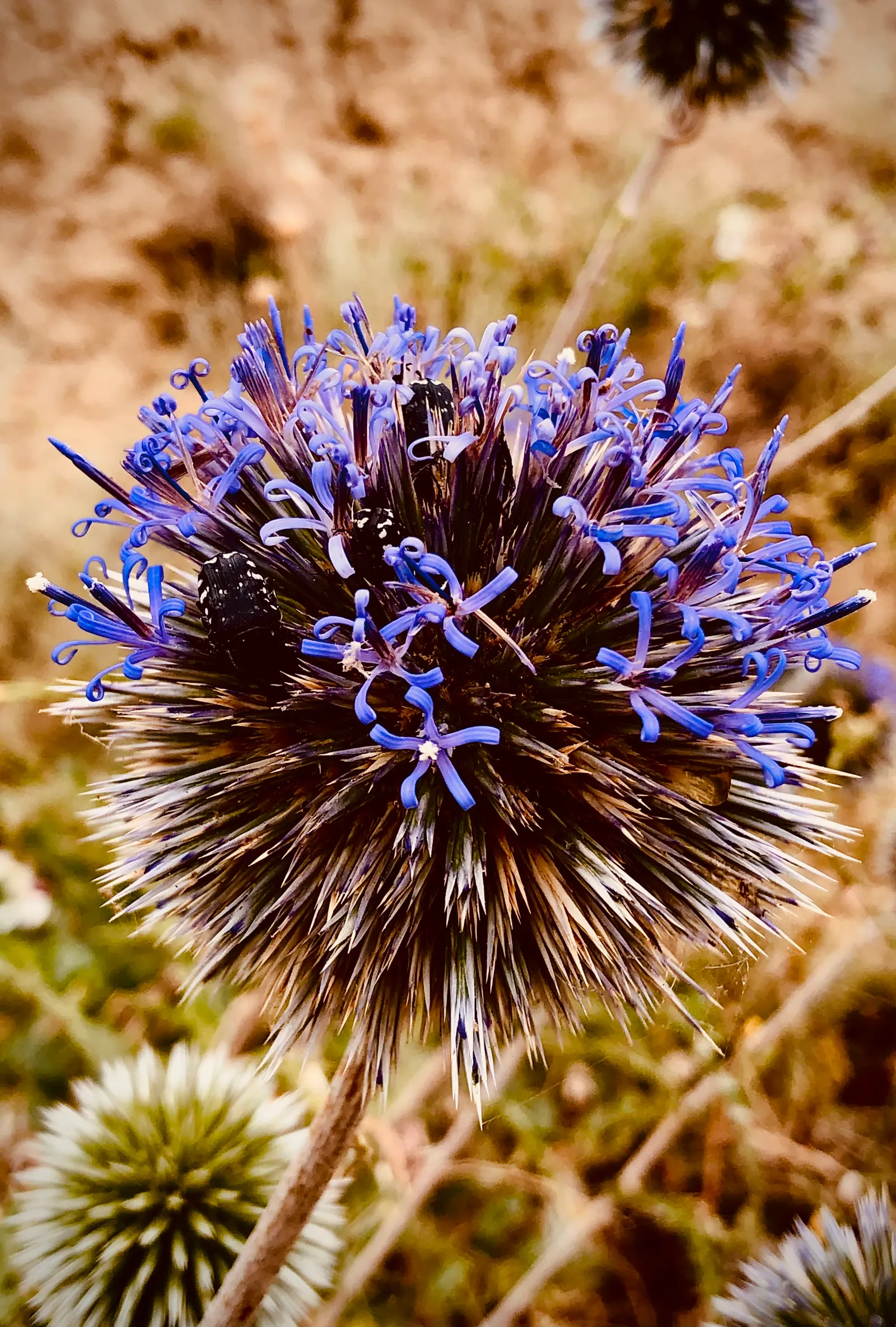 Globe Thistle (Echinops Ritro Ruthenicus) — but also for its resilience