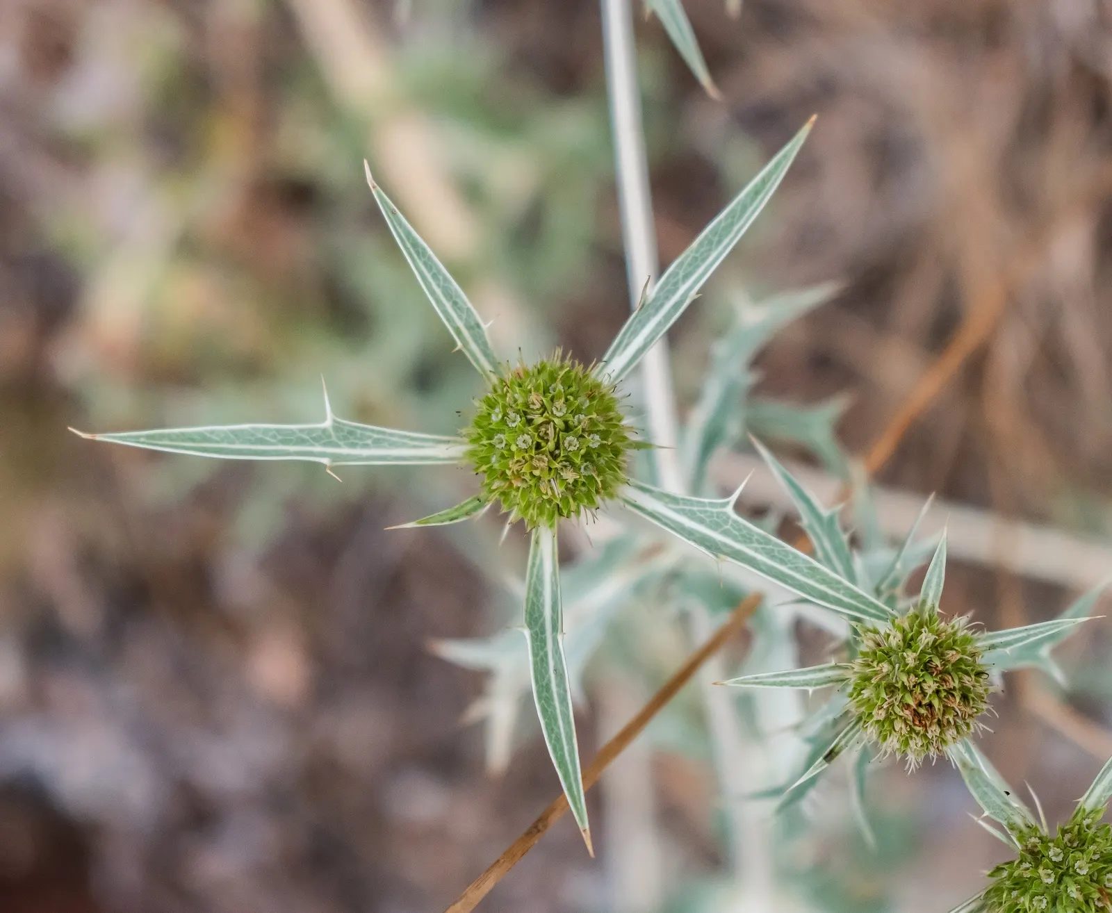 Globe Thistle (Echinops Ritro Ruthenicus) — These blossoms rest atop stiff; ideal for xeriscapes and gravel gardens, image 130