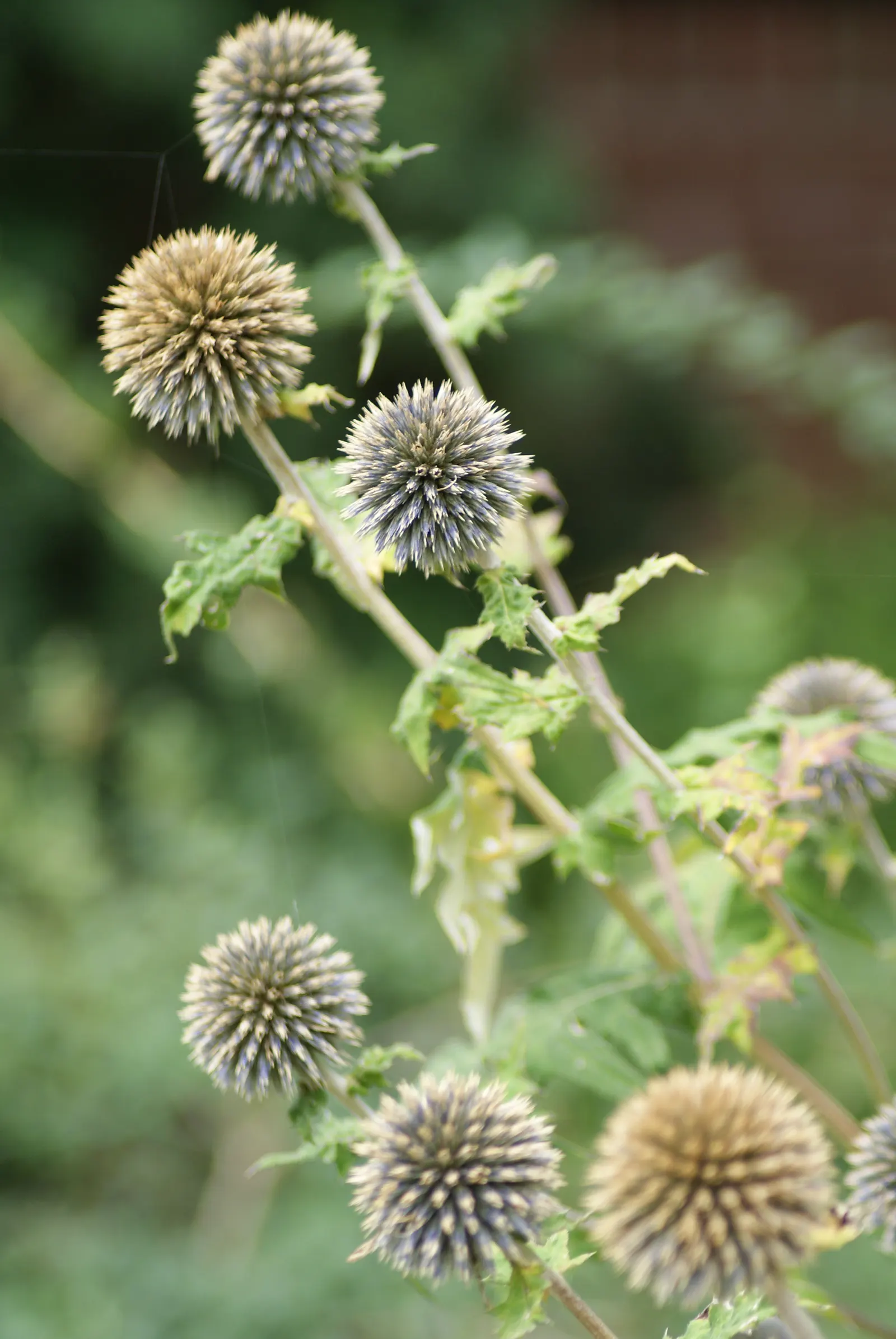 Globe Thistle (Echinops Ritro Ruthenicus) — such as bees and butterflies; annual / wildflower with blue blooms, image 166
