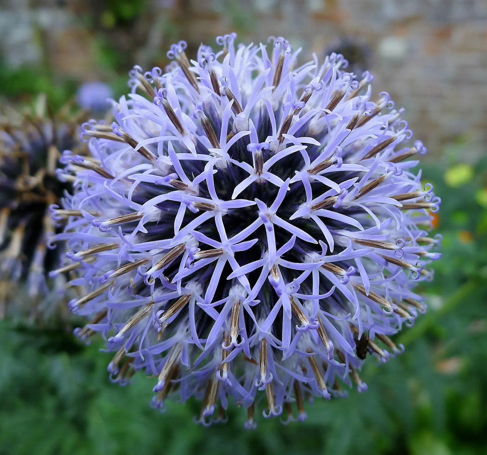 Globe Thistle (Echinops Ritro Ruthenicus) — such as bees and butterflies; annual / wildflower with blue blooms, image 137