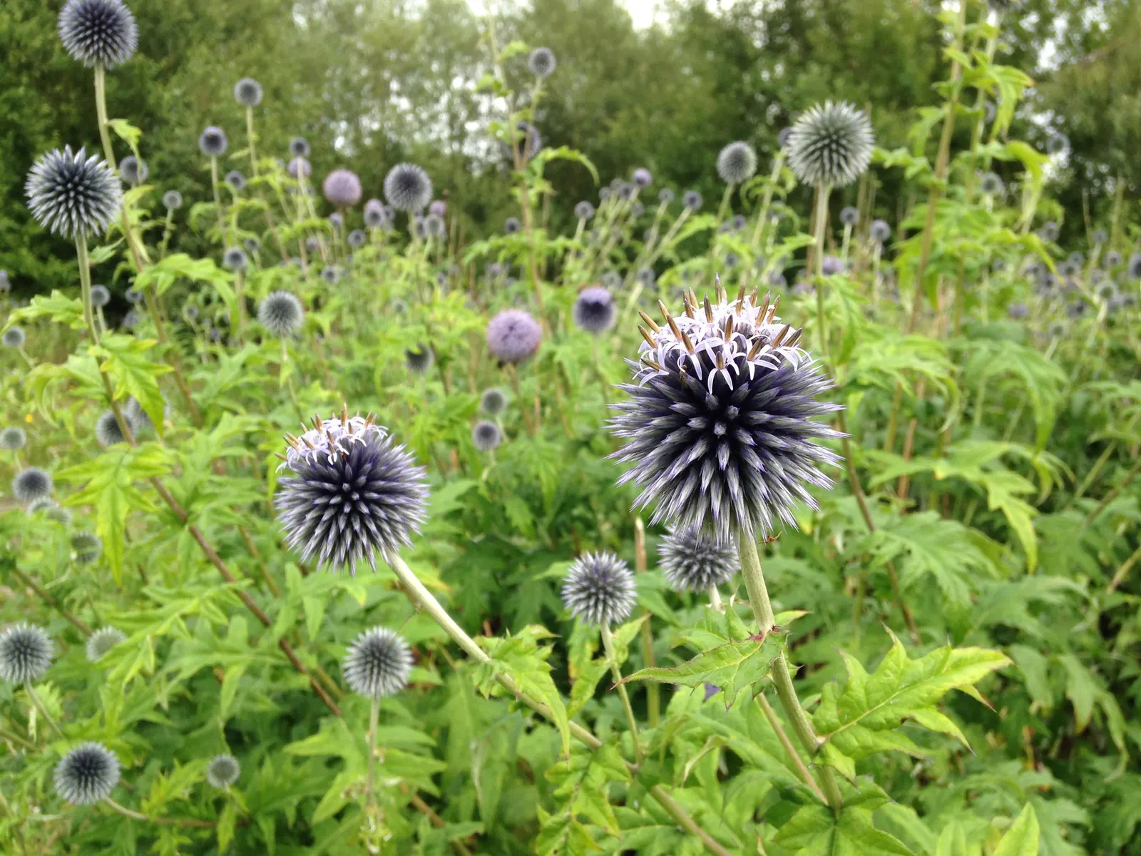 Globe Thistle (Echinops Ritro Ruthenicus) — adding a touch of drama and allure to their outdoor canvas; drought-resistant and preferring full sun, it thrives