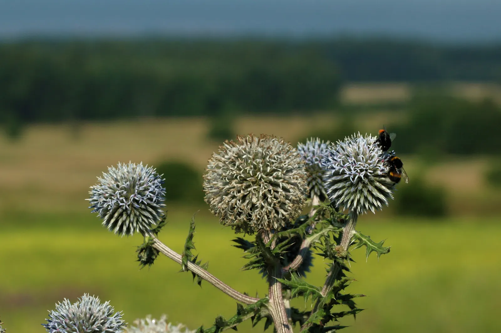 Globe Thistle (Echinops Ritro Ruthenicus) — demonstrating a robust tolerance to drought conditions once established; blooming from mid to late, image 76