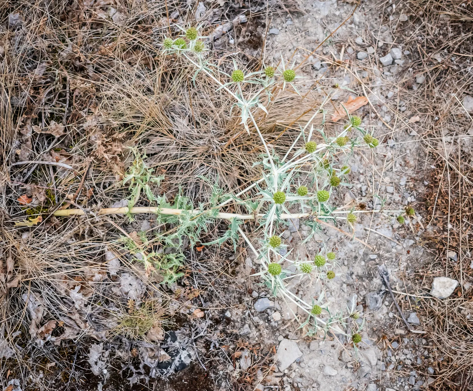 Globe Thistle (Echinops Ritro Ruthenicus) — enhancing the ecological value of the landscape; its blooms make excellent cut flowers or dried, image 80
