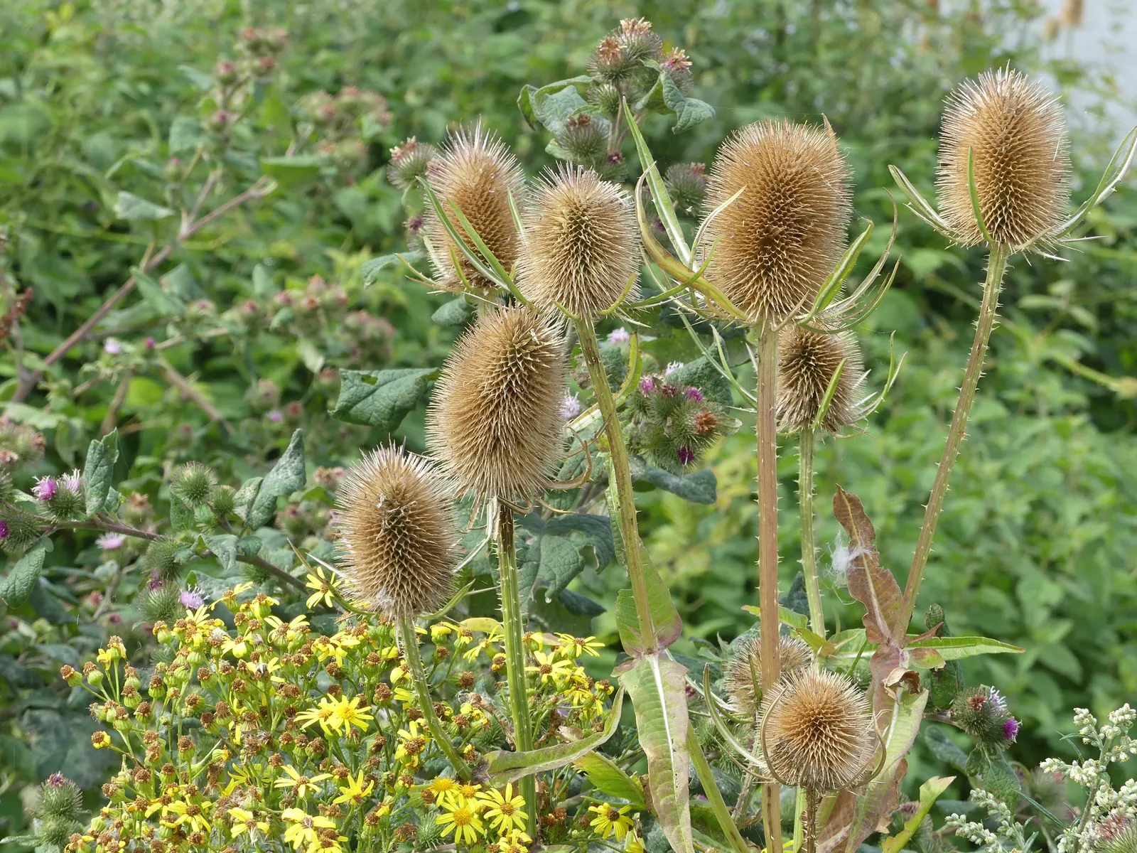 Globe Thistle (Echinops Ritro Ruthenicus) — but also for its resilience; enhancing the ecological value of the landscape, image 74