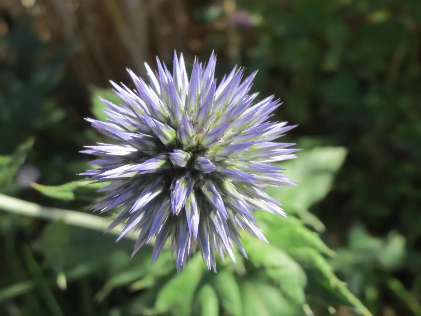 Globe Thistle (Echinops Ritro Ruthenicus) — annual / wildflower for full; adding a touch of drama and allure to their outdoor canvas, image 87