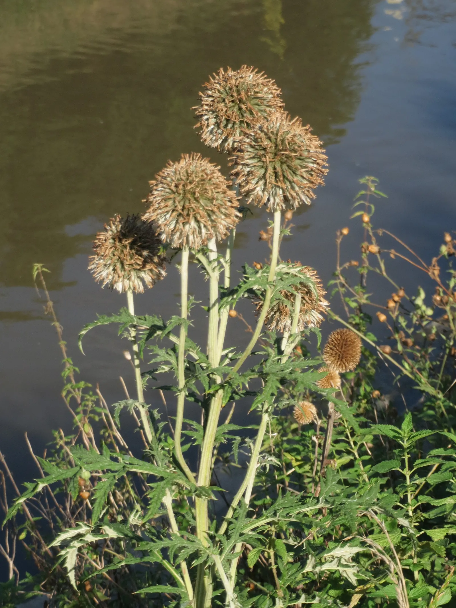 Globe Thistle (Echinops Ritro Ruthenicus) — its unique blossoms are magnets for pollinators; such as bees and butterflies, image 107