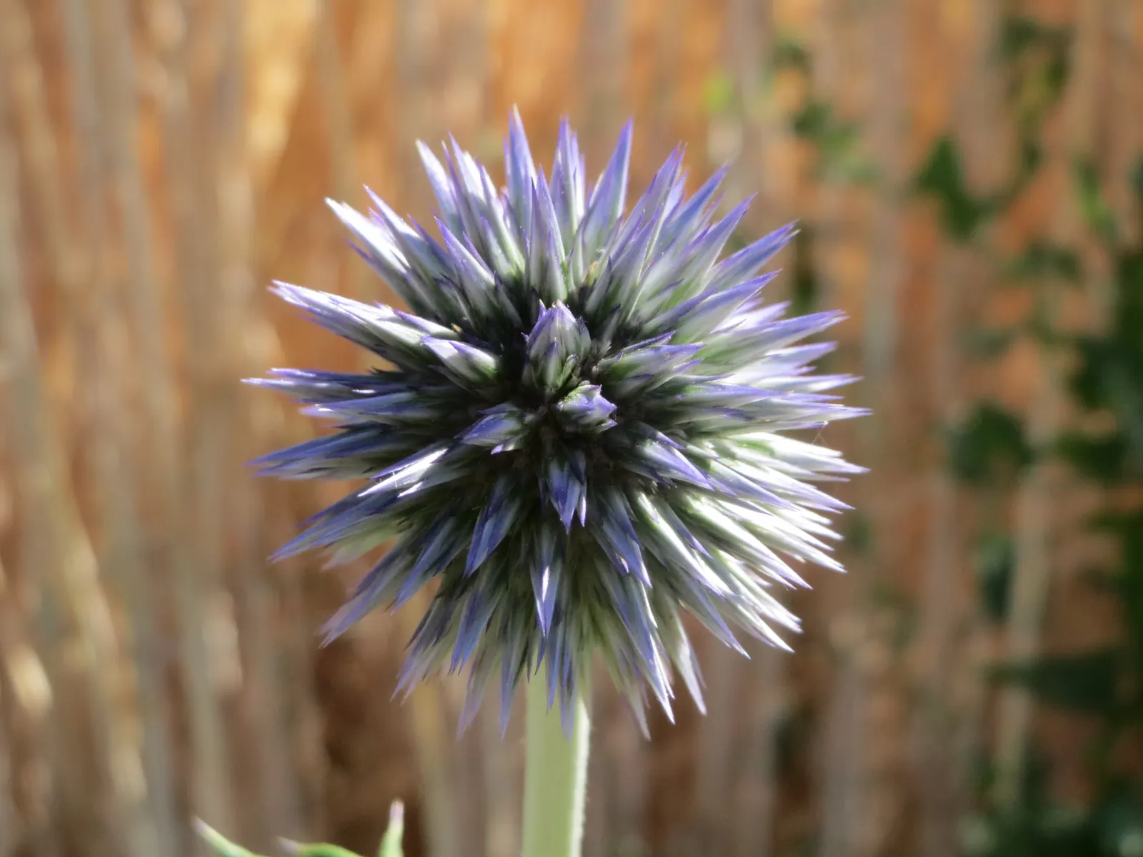 Globe Thistle (Echinops Ritro Ruthenicus) — adding a touch of drama and allure to their outdoor canvas; drought-resistant and preferring full sun, image 142