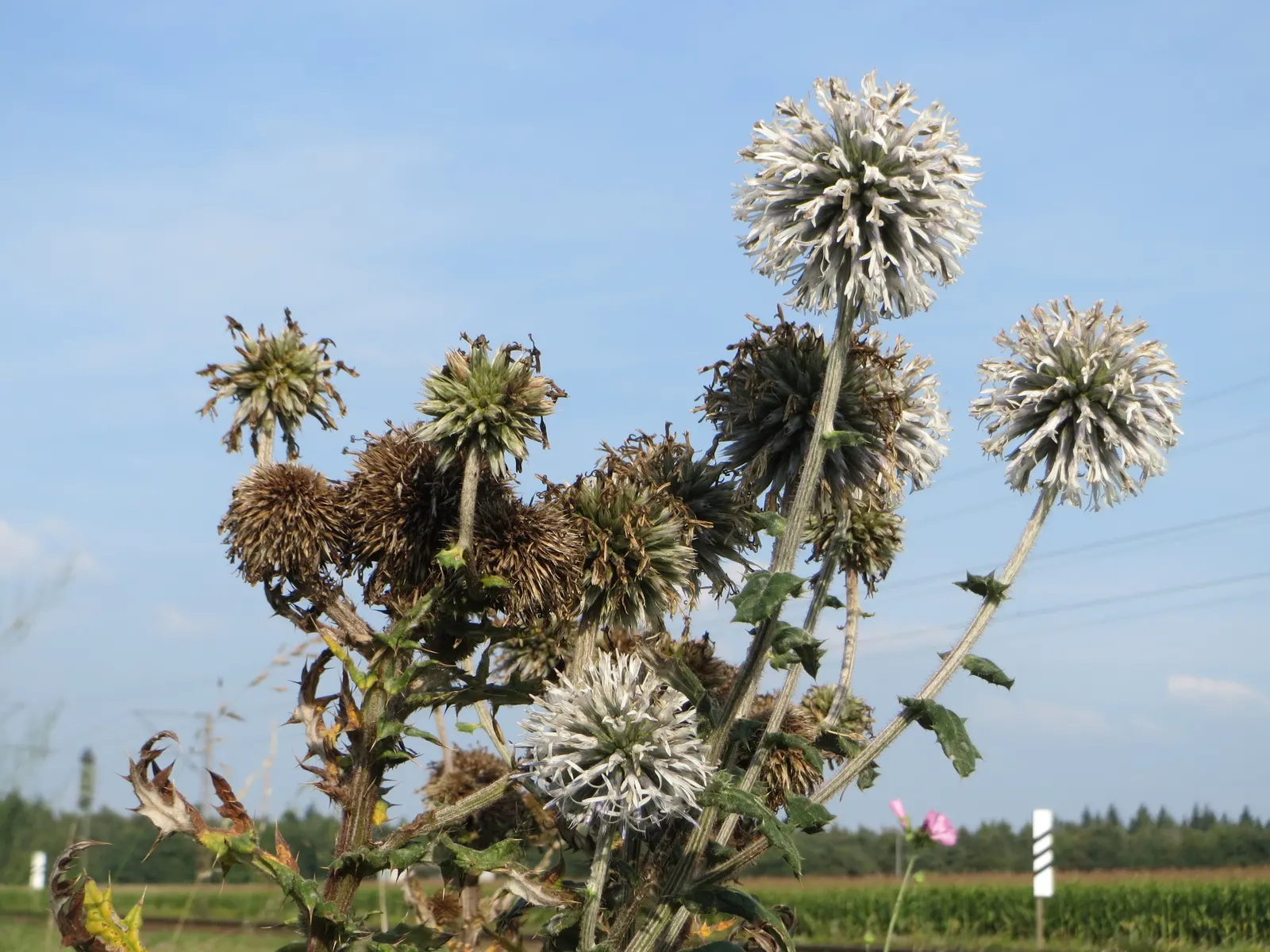 Globe Thistle (Echinops Ritro Ruthenicus) — but also for its resilience; enhancing the ecological value of the landscape