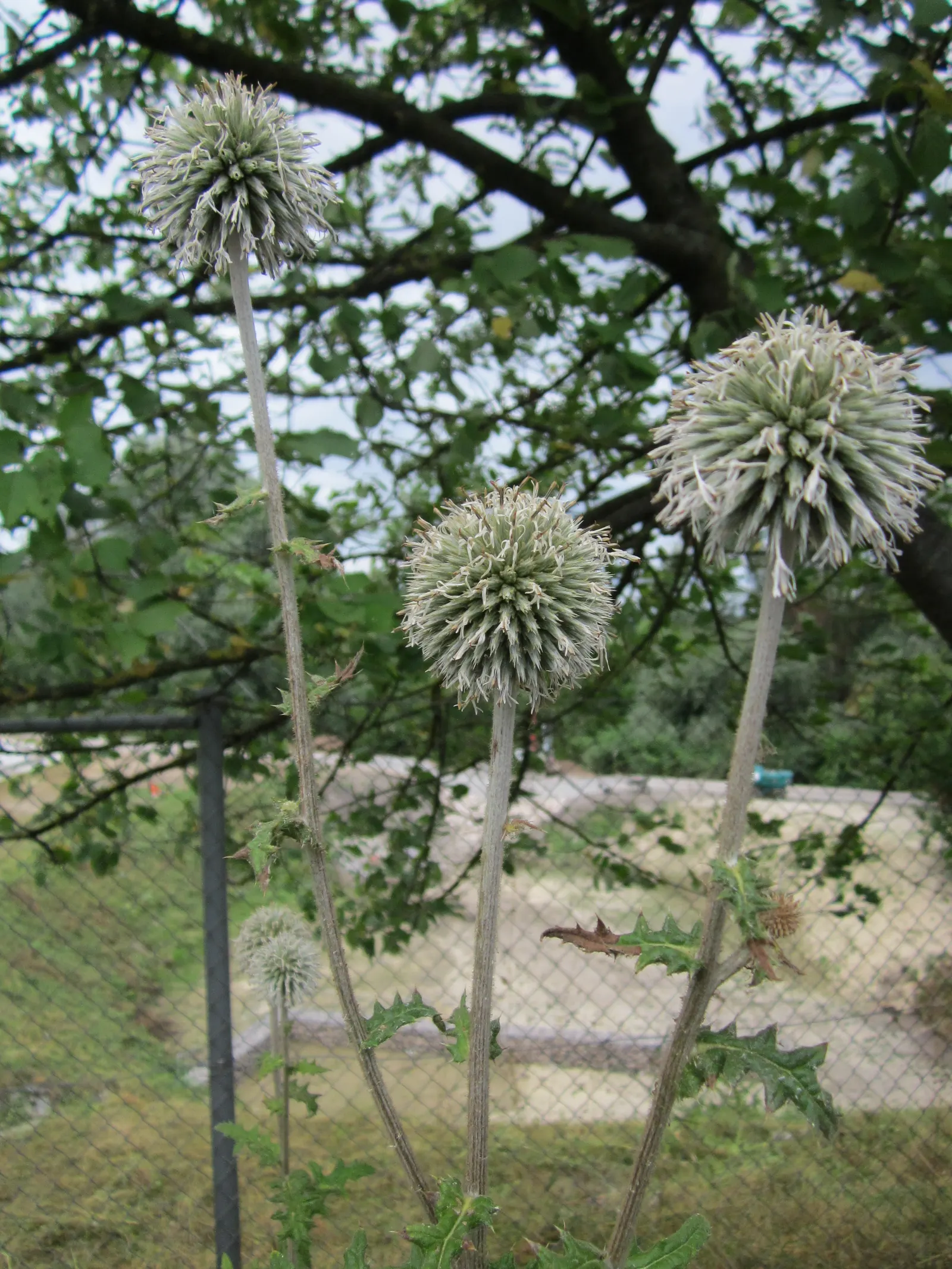 Globe Thistle (Echinops Ritro Ruthenicus) — Deadheading spent flowers can encourage a second bloom and prevent self-seeding; each globe typically, image 110