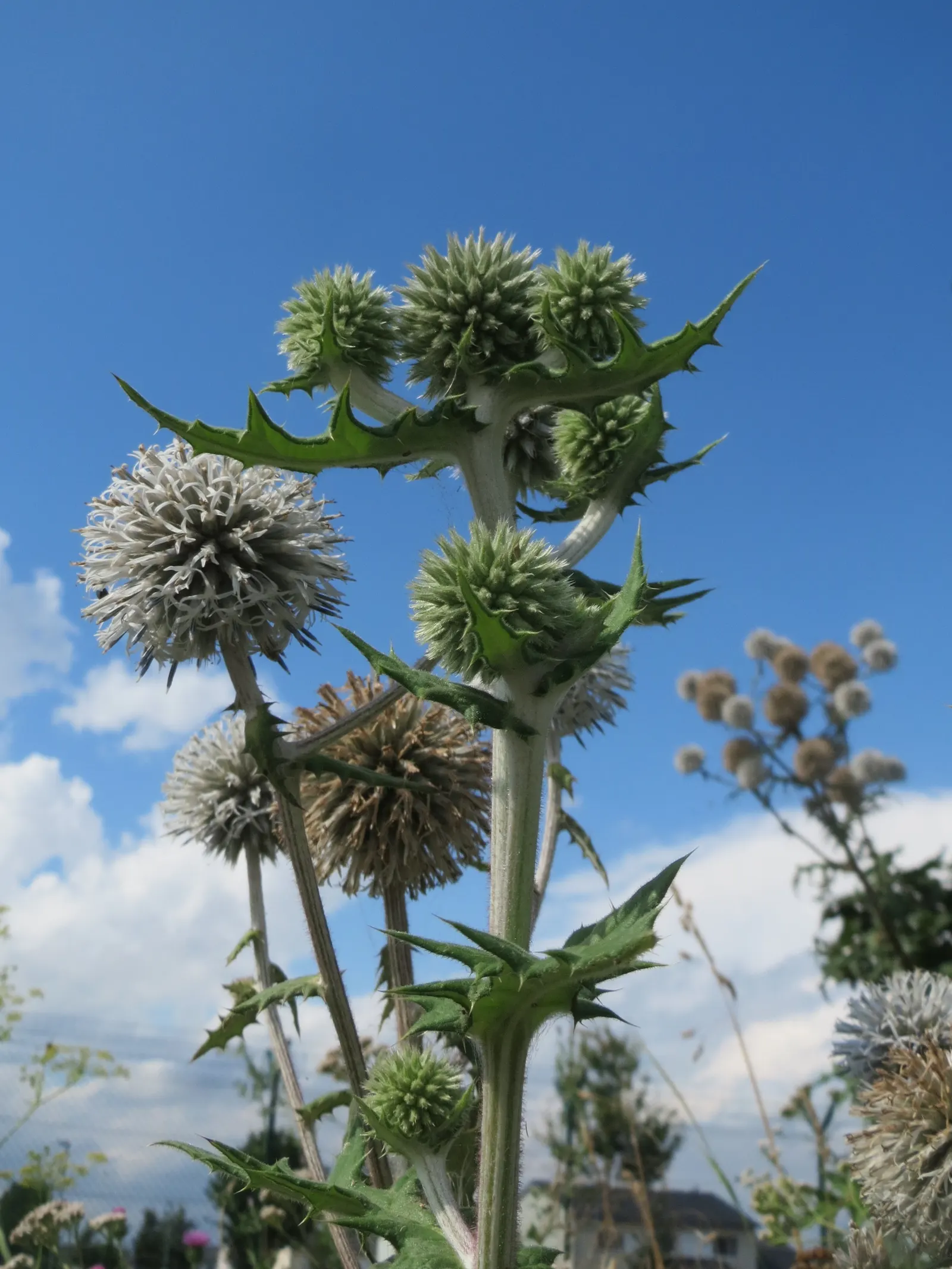 Globe Thistle (Echinops Ritro Ruthenicus) — each globe typically measuring about 1.5 to 2 inches in diameter; echinops ritro 'Ruthenicus'