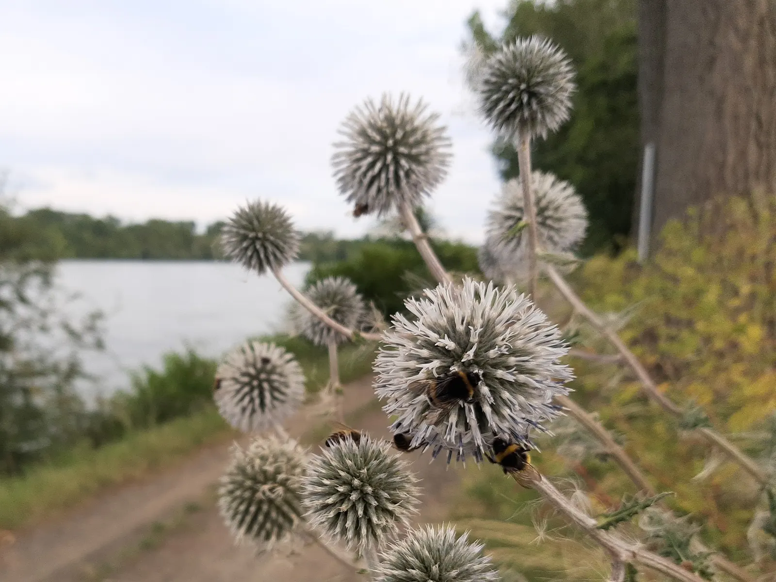 Globe Thistle (Echinops Ritro Ruthenicus) — It thrives in USDA hardiness zones 3 through 8; annual / wildflower for full