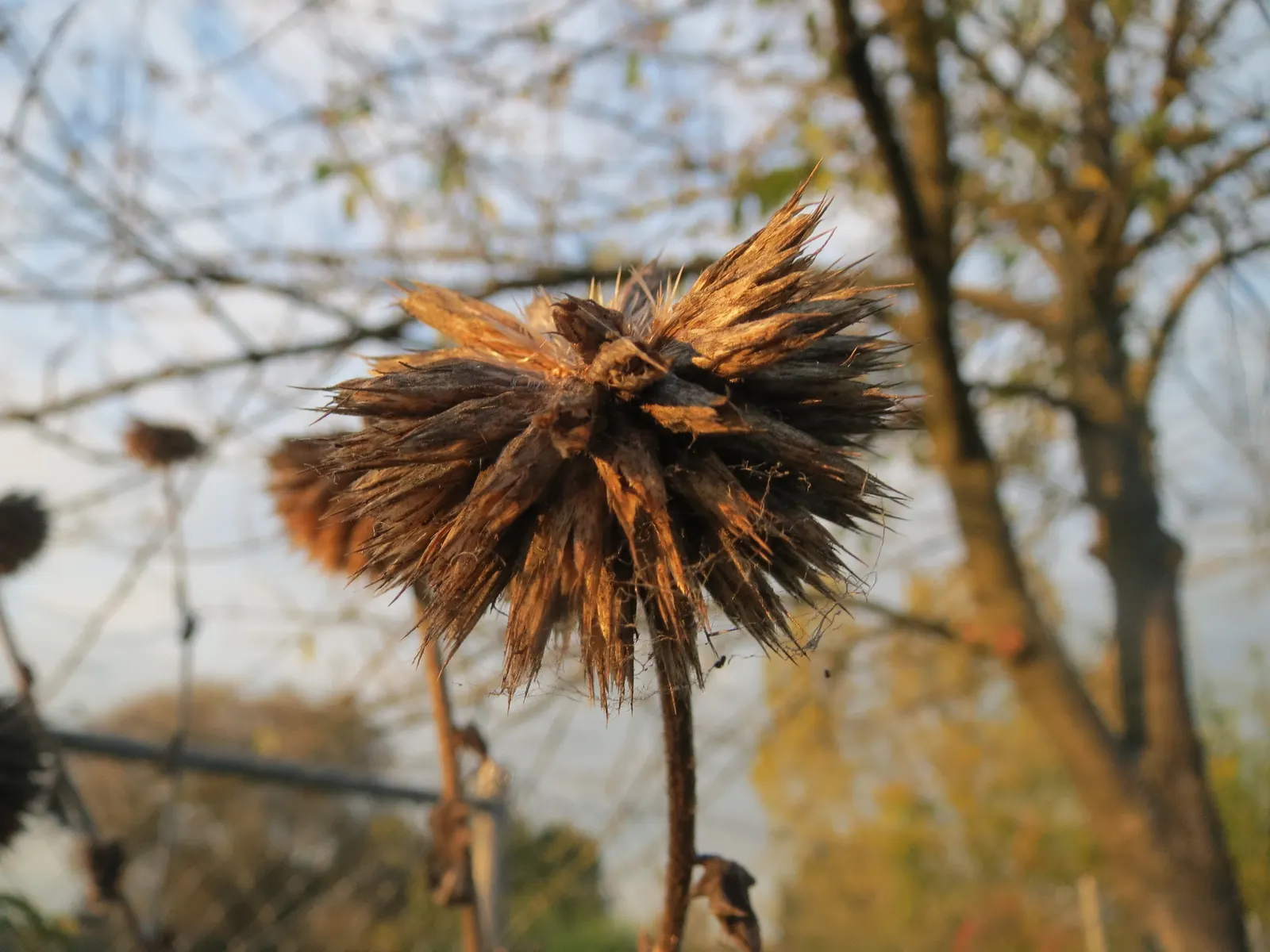 Globe Thistle (Echinops Ritro Ruthenicus) — Ideal for xeriscapes and gravel gardens; clients will enjoy its ornamental charms, image 124