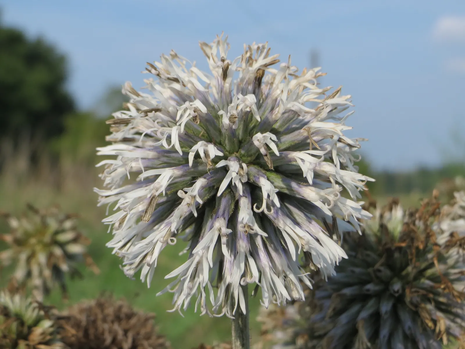 Globe Thistle (Echinops Ritro Ruthenicus) — starkly contrasting blooms from midsummer through early fall; blue flowers in the garden, image 141