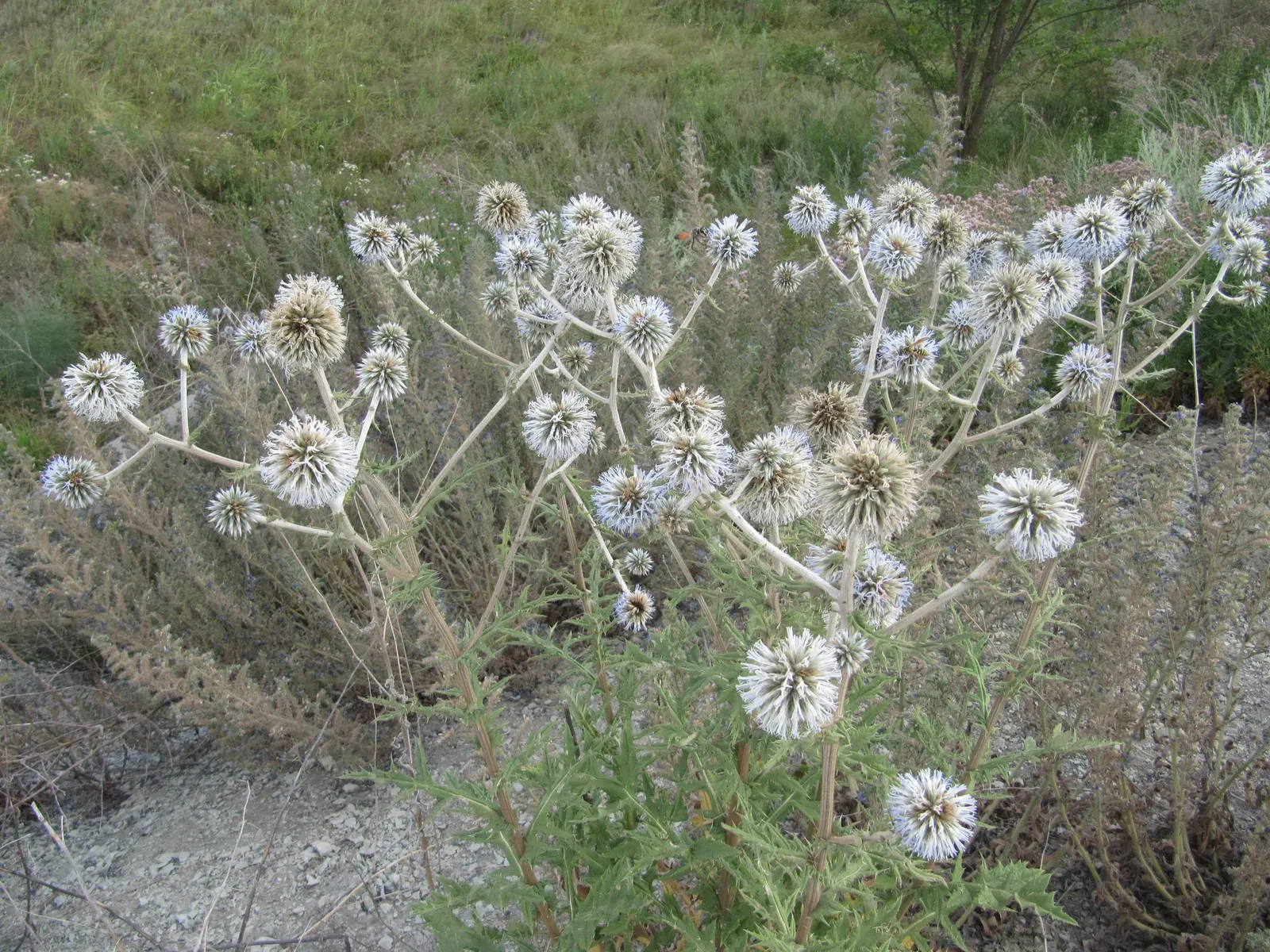 Globe Thistle (Echinops Ritro Ruthenicus) — deeply lobed foliage that stretches on stems rising to a stately height of 2 to 3 feet, image 102