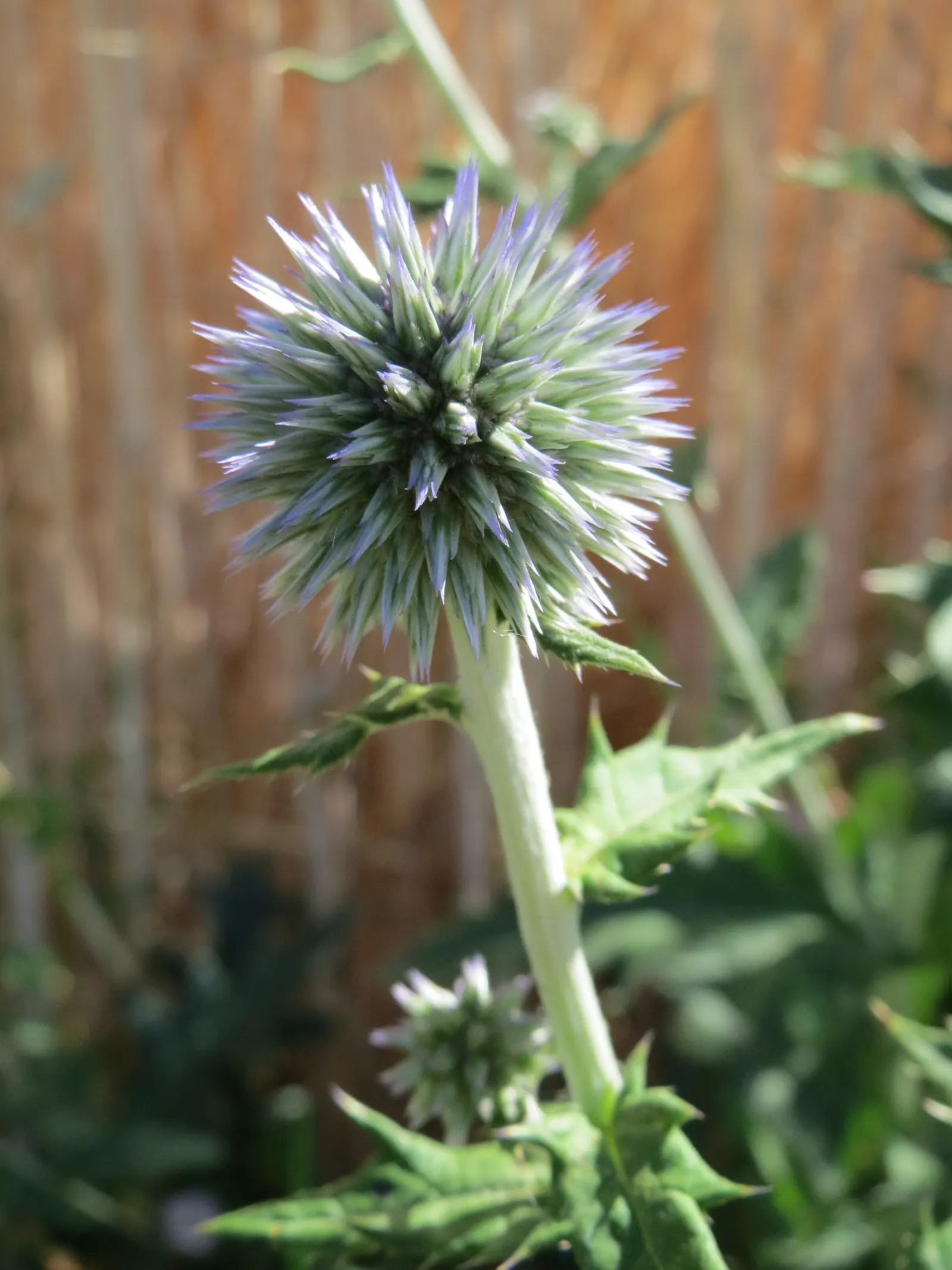 Globe Thistle (Echinops Ritro Ruthenicus) — this hardy species boasts striking spherical flower heads; but also for its resilience, image 98
