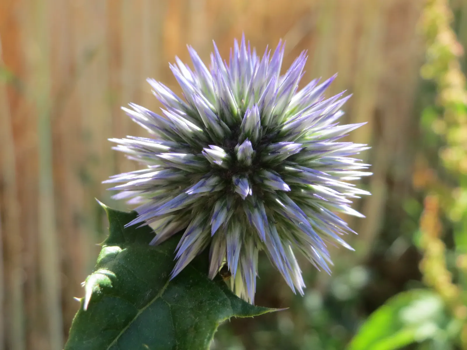 Globe Thistle (Echinops Ritro Ruthenicus) — demonstrating a robust tolerance to drought conditions once established; blooming from mid to late, image 134