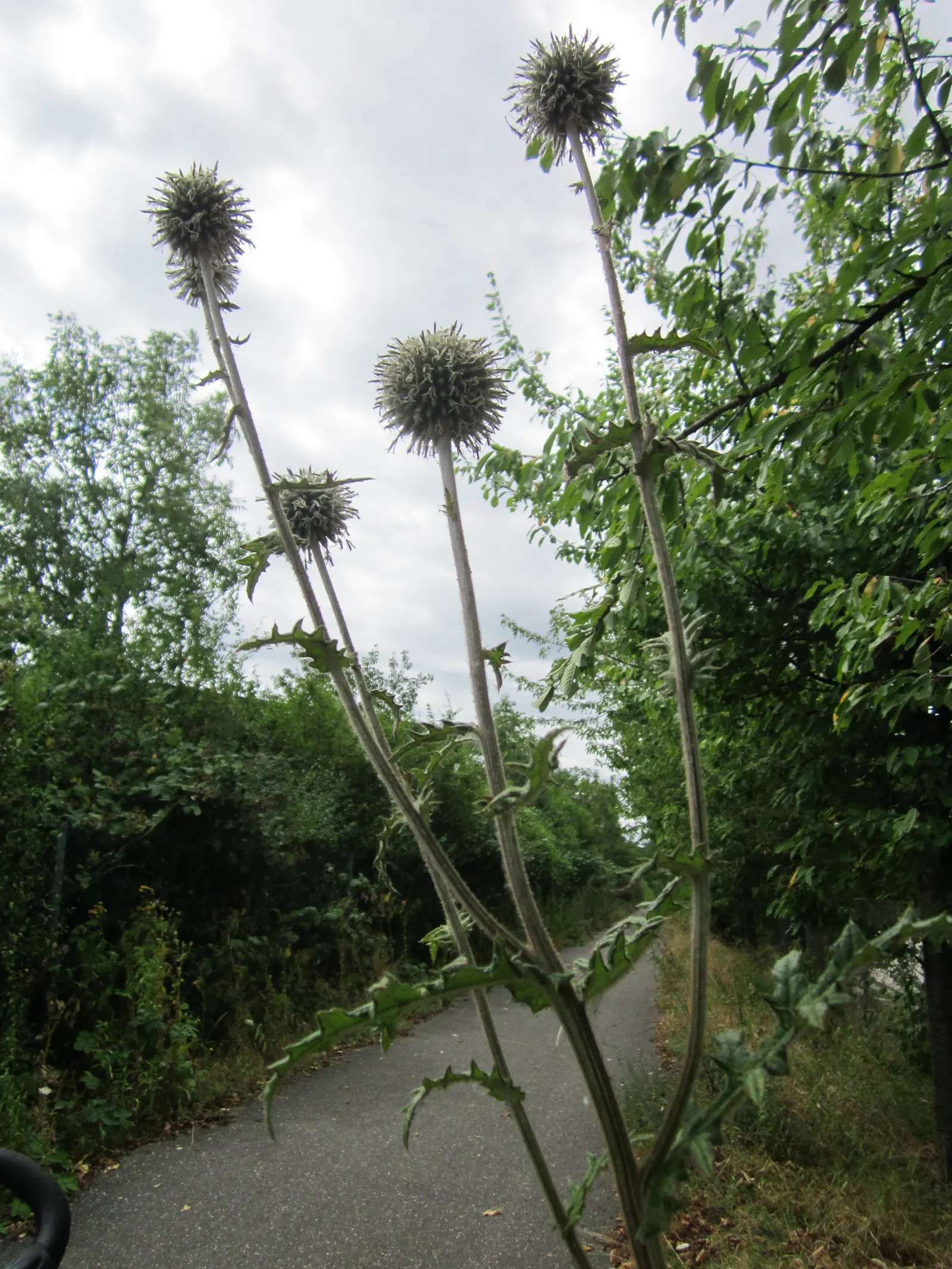 Globe Thistle (Echinops Ritro Ruthenicus) — deeply lobed foliage that stretches on stems rising to a stately height of 2 to 3 feet, image 160