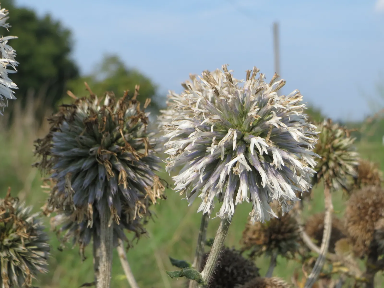 Globe Thistle (Echinops Ritro Ruthenicus) — this hardy species boasts striking spherical flower heads; but also for its resilience, image 156