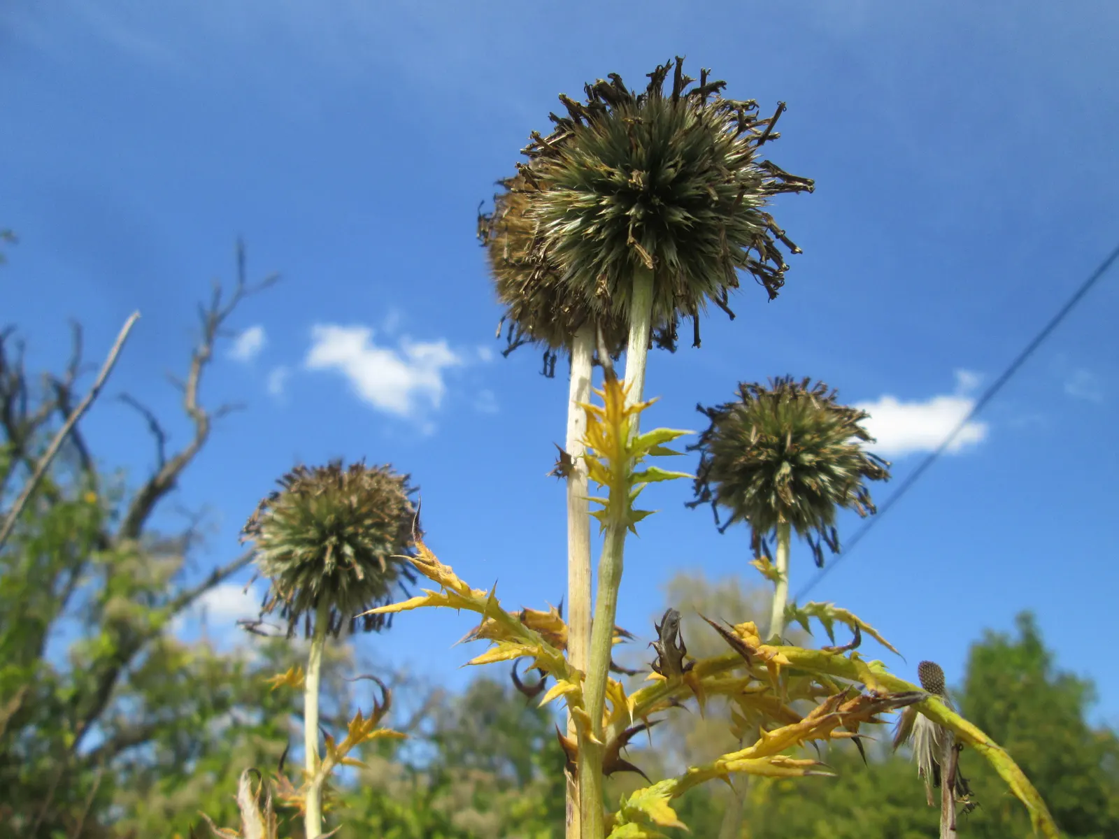 Globe Thistle (Echinops Ritro Ruthenicus) — Its blooms make excellent cut flowers or dried arrangements; hailing from the Asteraceae family, image 64