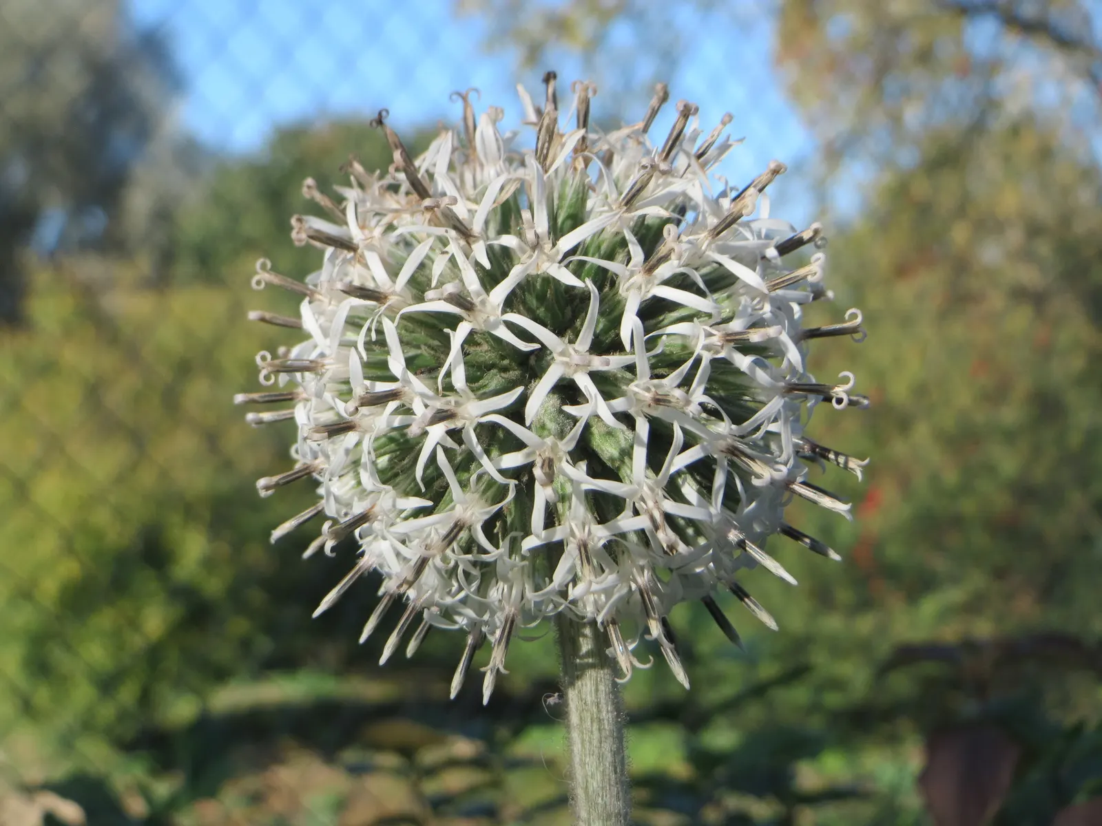 Globe Thistle (Echinops Ritro Ruthenicus) — annual / wildflower for full; adding a touch of drama and allure to their outdoor canvas