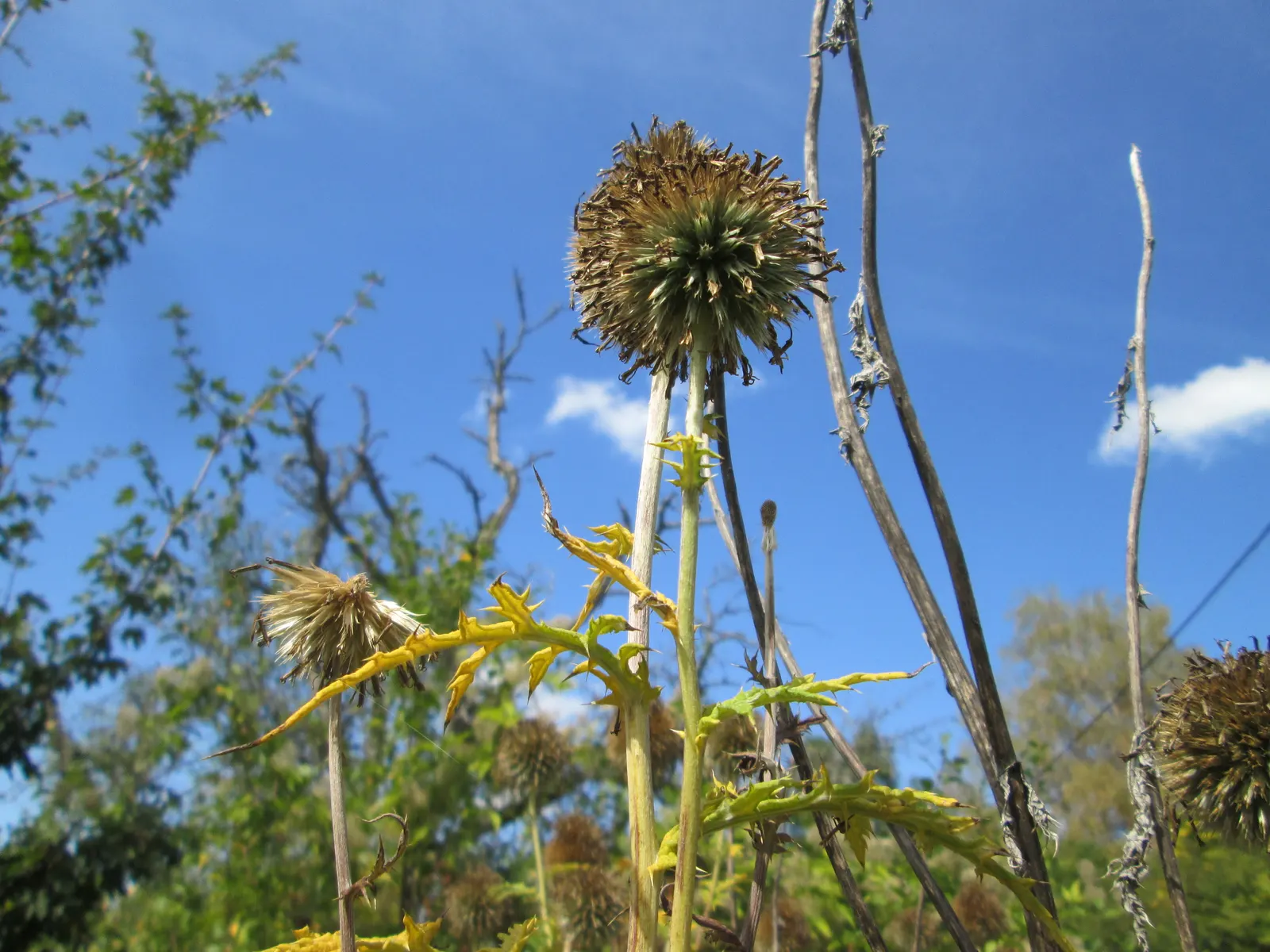 Globe Thistle (Echinops Ritro Ruthenicus) — each globe typically measuring about 1.5 to 2 inches in diameter