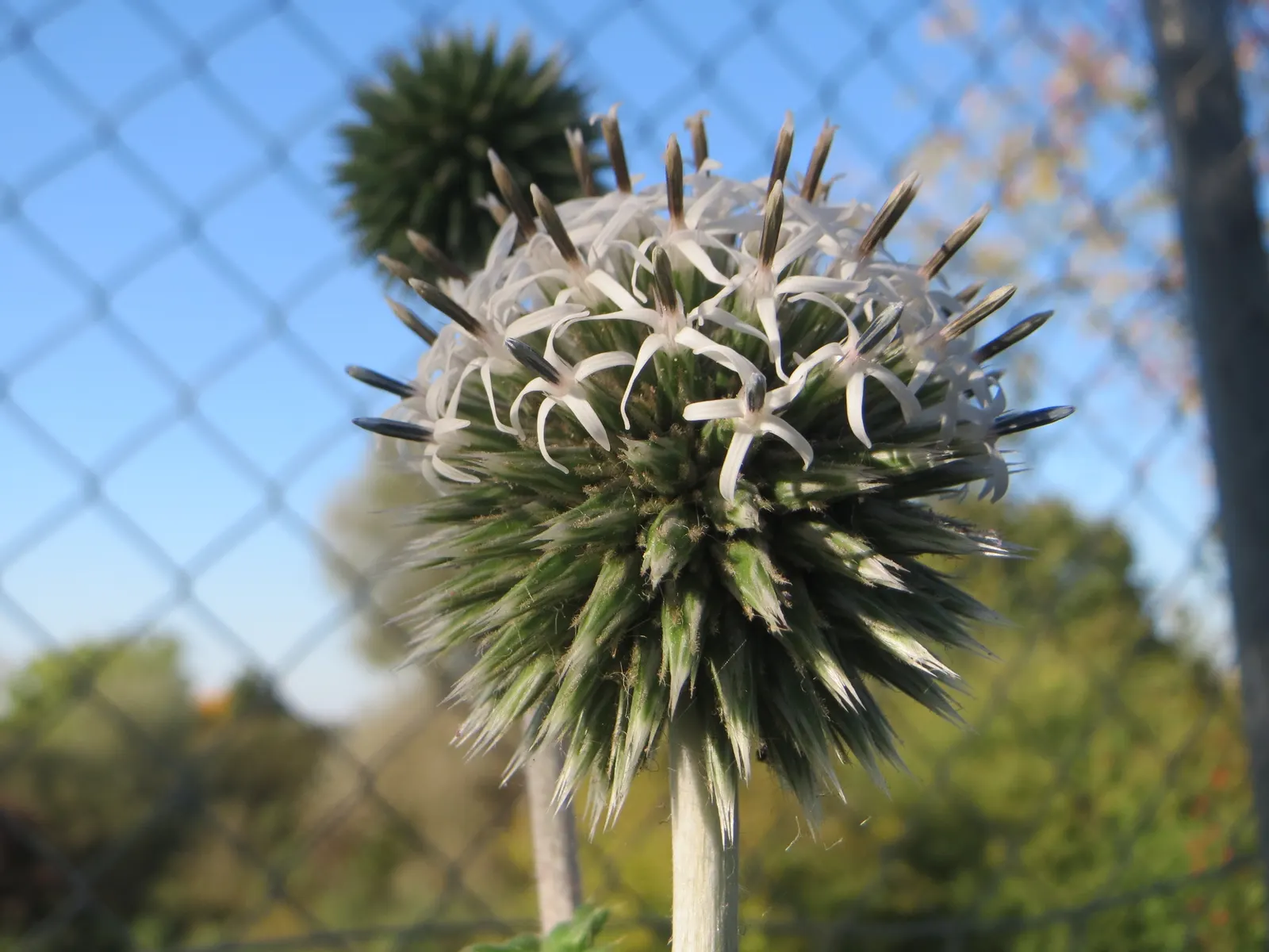 Globe Thistle (Echinops Ritro Ruthenicus) — These blossoms rest atop stiff; ideal for xeriscapes and gravel gardens, image 72