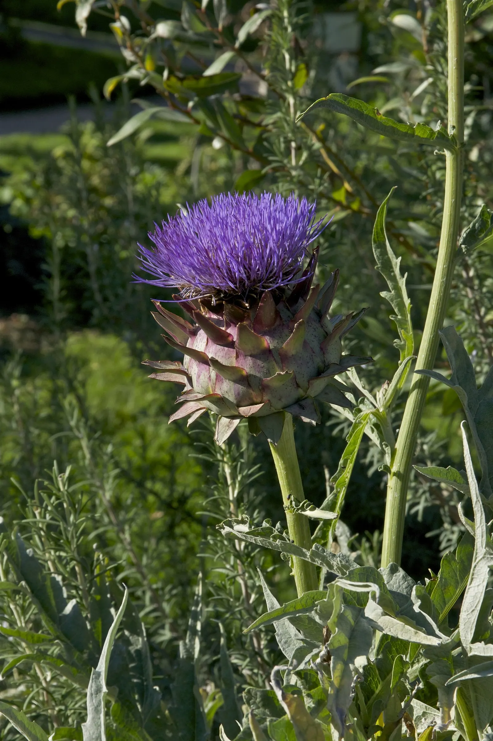 Globe Thistle (Echinops Ritro Ruthenicus) — Drought-resistant and preferring full sun, it thrives in USDA zones 3-8; metallic blue flower heads, image 92