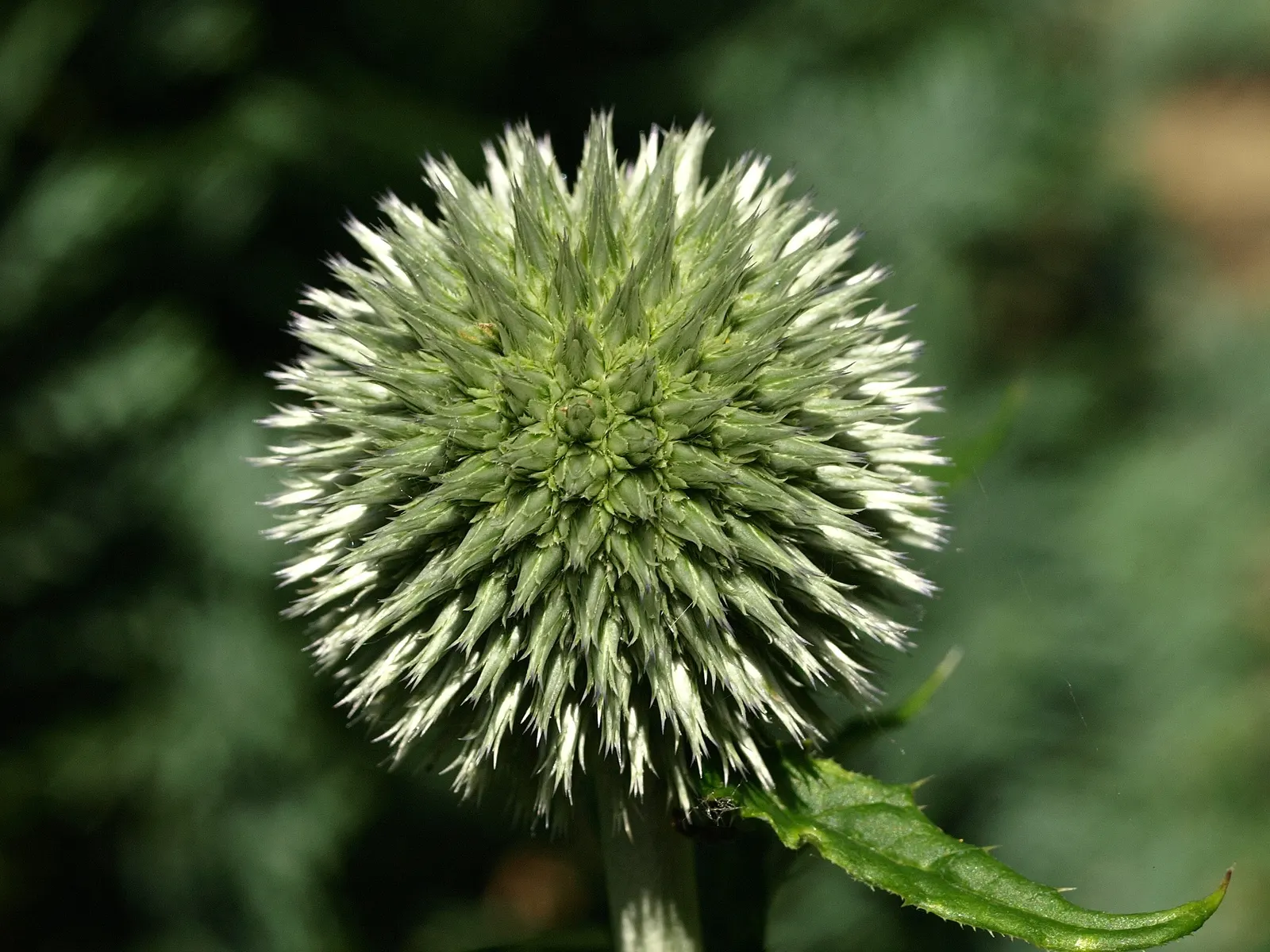 Globe Thistle (Echinops Ritro Ruthenicus) — its unique blossoms are magnets for pollinators; such as bees and butterflies, image 78