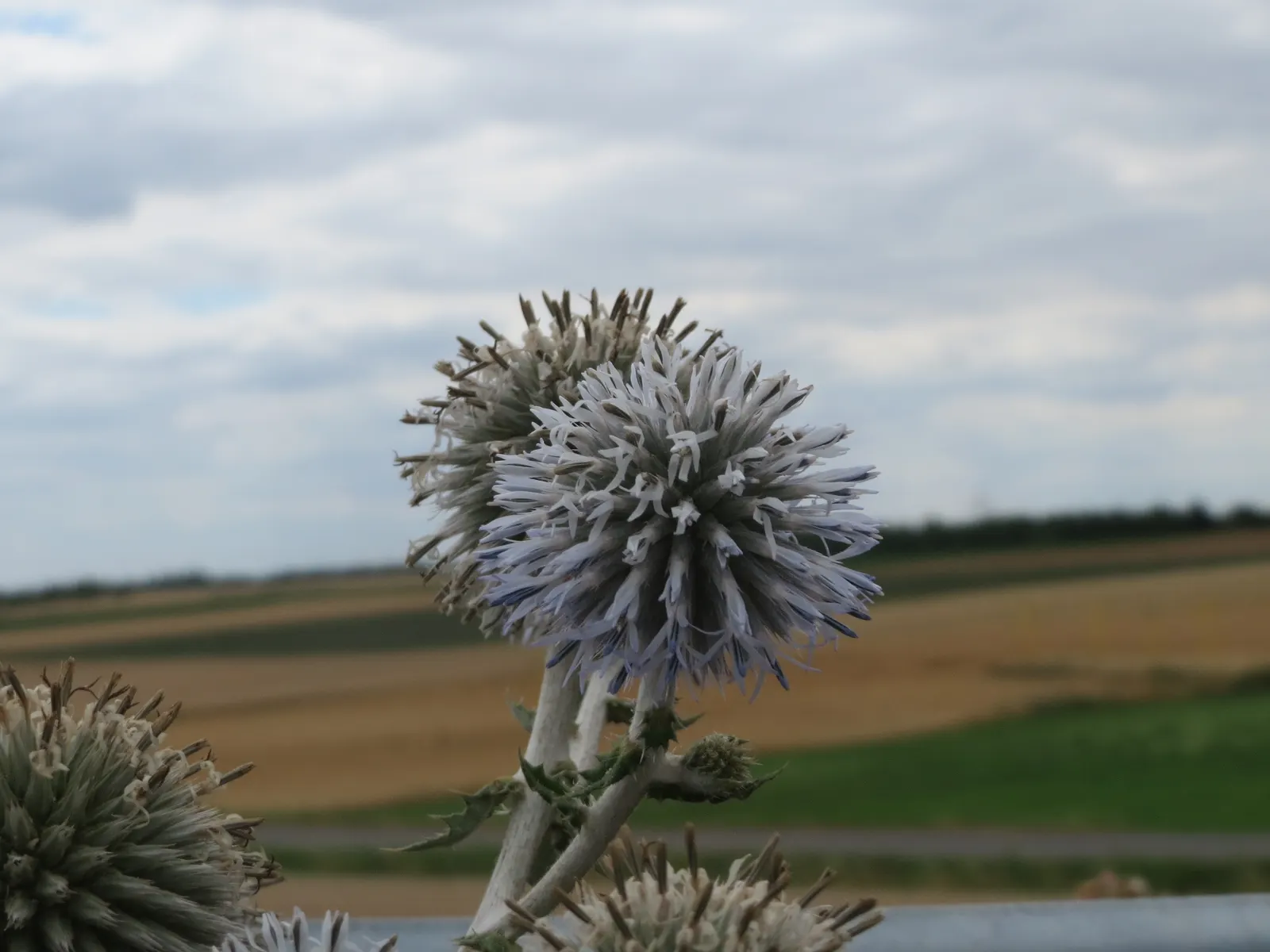 Globe Thistle (Echinops Ritro Ruthenicus) — Deadheading spent flowers can encourage a second bloom and prevent self-seeding; each globe typically measuring