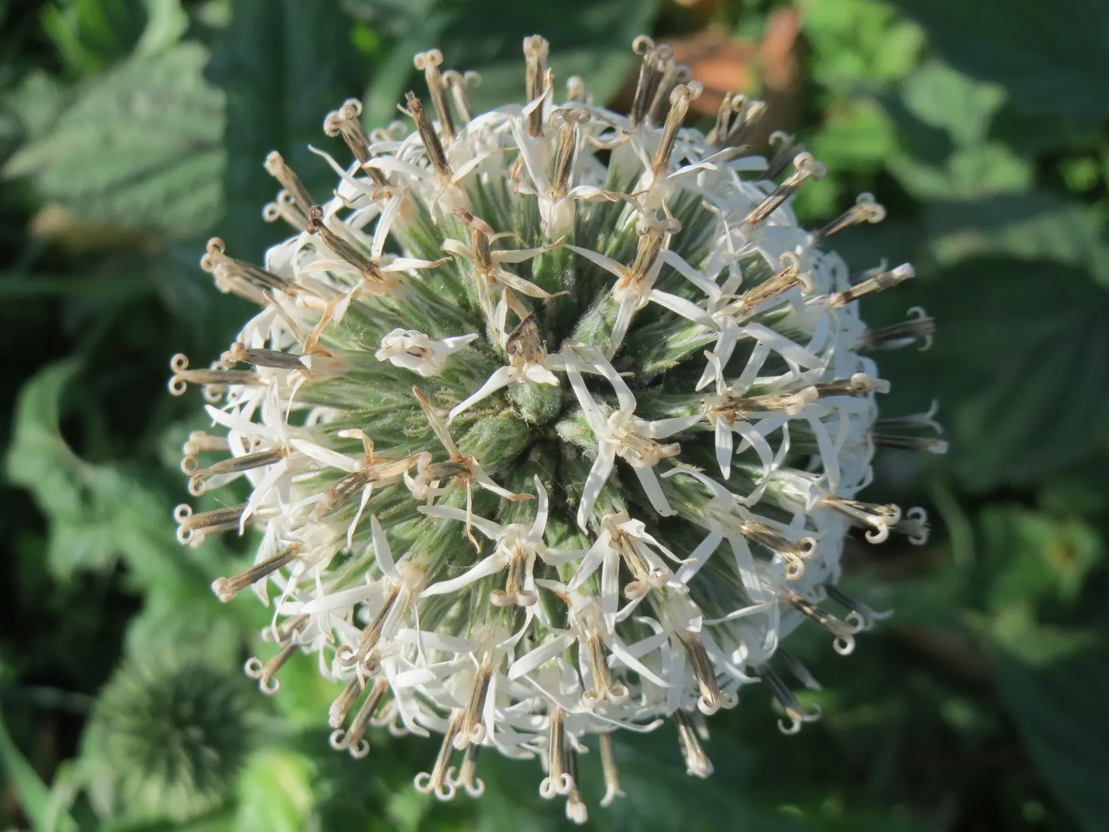 Globe Thistle (Echinops Ritro Ruthenicus) — is a robust perennial producing striking; this hardy species boasts striking spherical flower heads