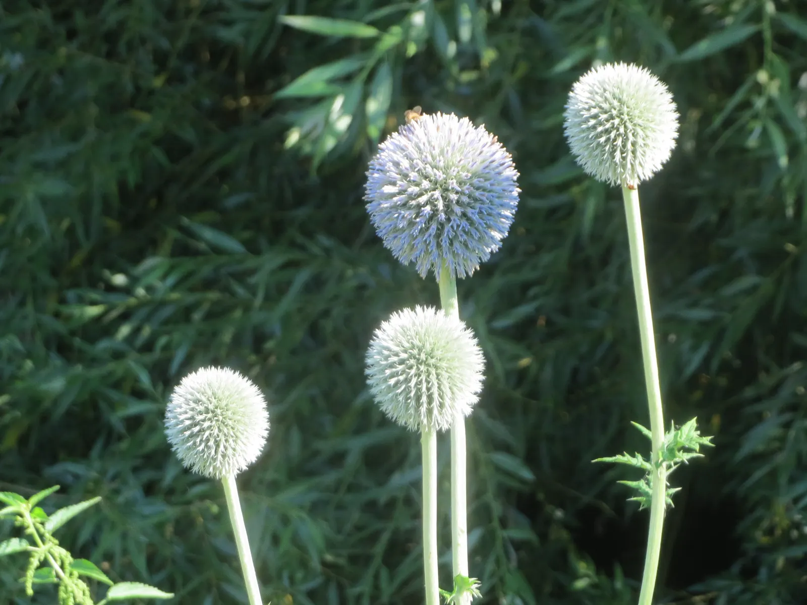 Globe Thistle (Echinops Ritro Ruthenicus) — It thrives in USDA hardiness zones 3 through 8; annual / wildflower for full, image 162