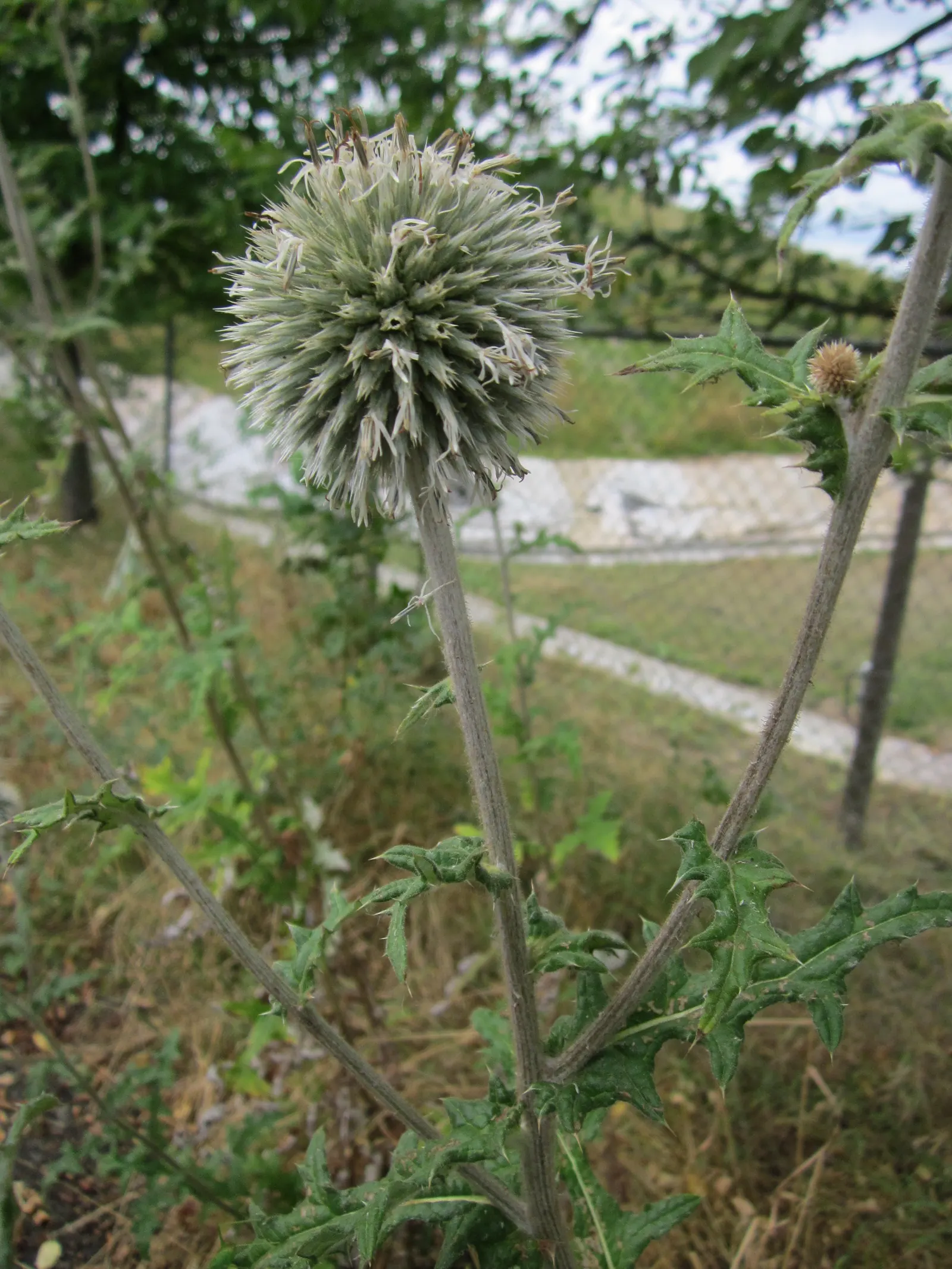 Globe Thistle (Echinops Ritro Ruthenicus) — Mature plants reach up to 3-4 feet high and spread 2-3 feet wide; starkly contrasting blooms from, image 120