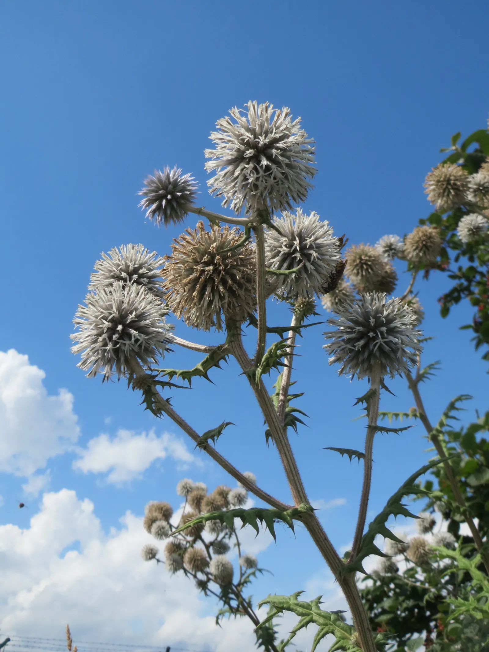 Globe Thistle (Echinops Ritro Ruthenicus) — Mature plants reach up to 3-4 feet high and spread 2-3 feet wide