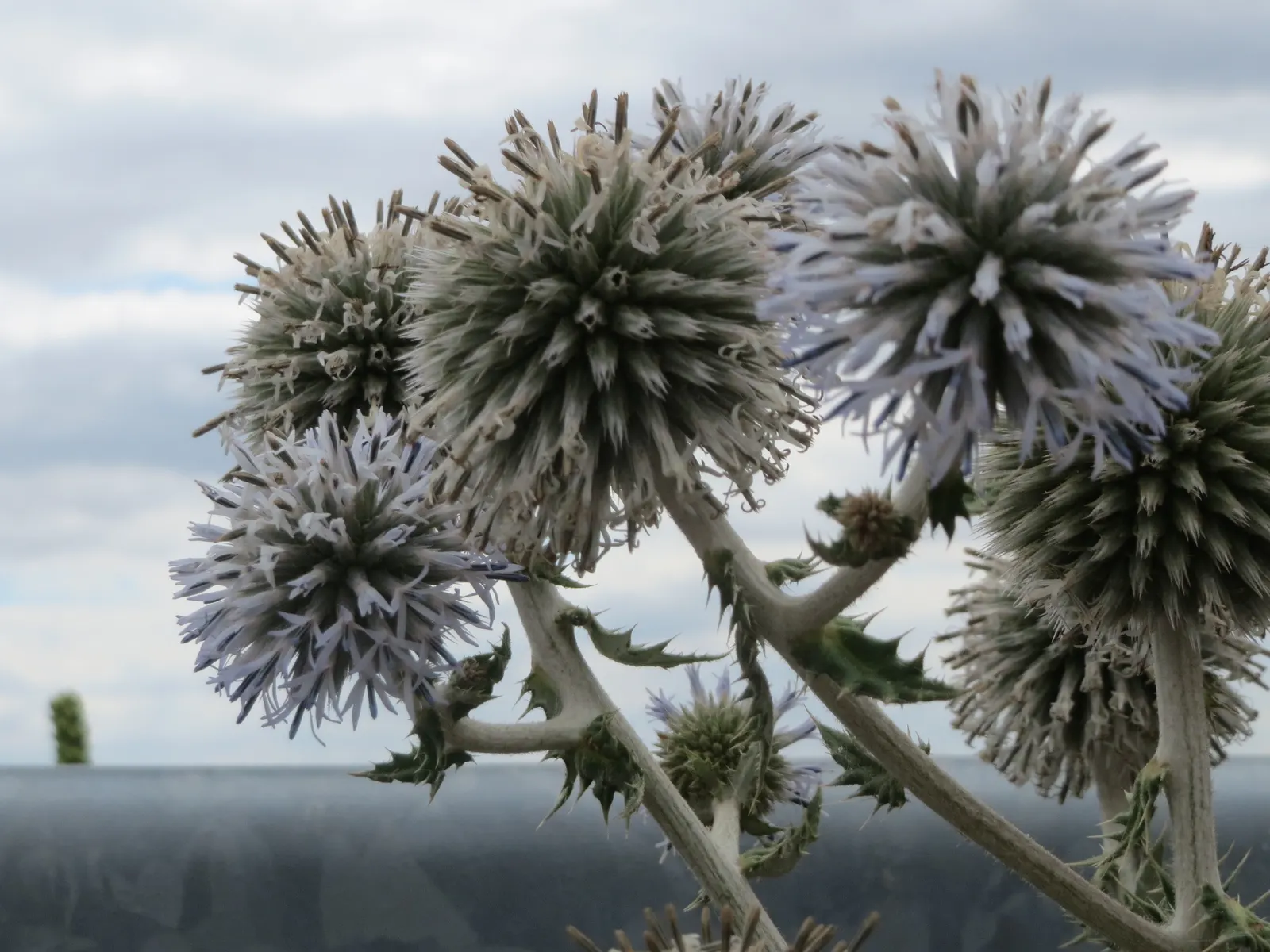 Globe Thistle (Echinops Ritro Ruthenicus) — These blossoms rest atop stiff