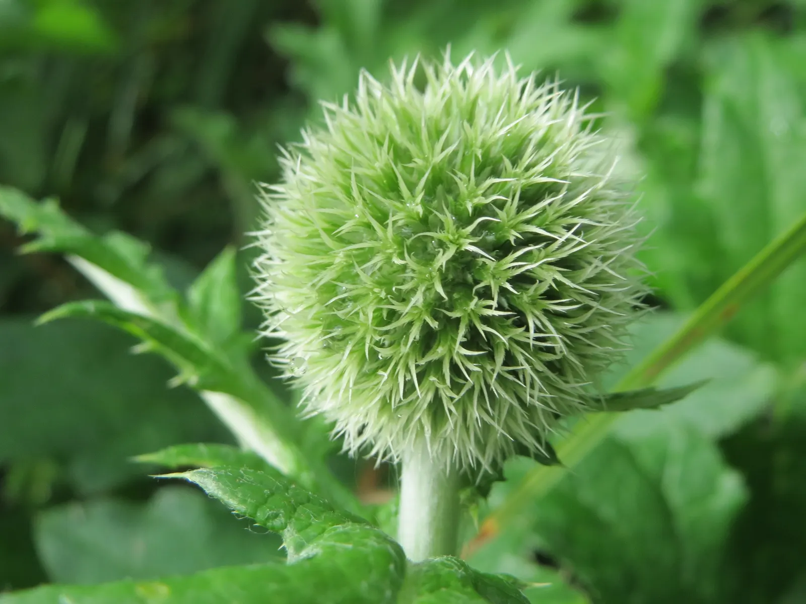 Globe Thistle (Echinops Ritro Ruthenicus) — enhancing the ecological value of the landscape; its blooms make excellent cut flowers or dried, image 167