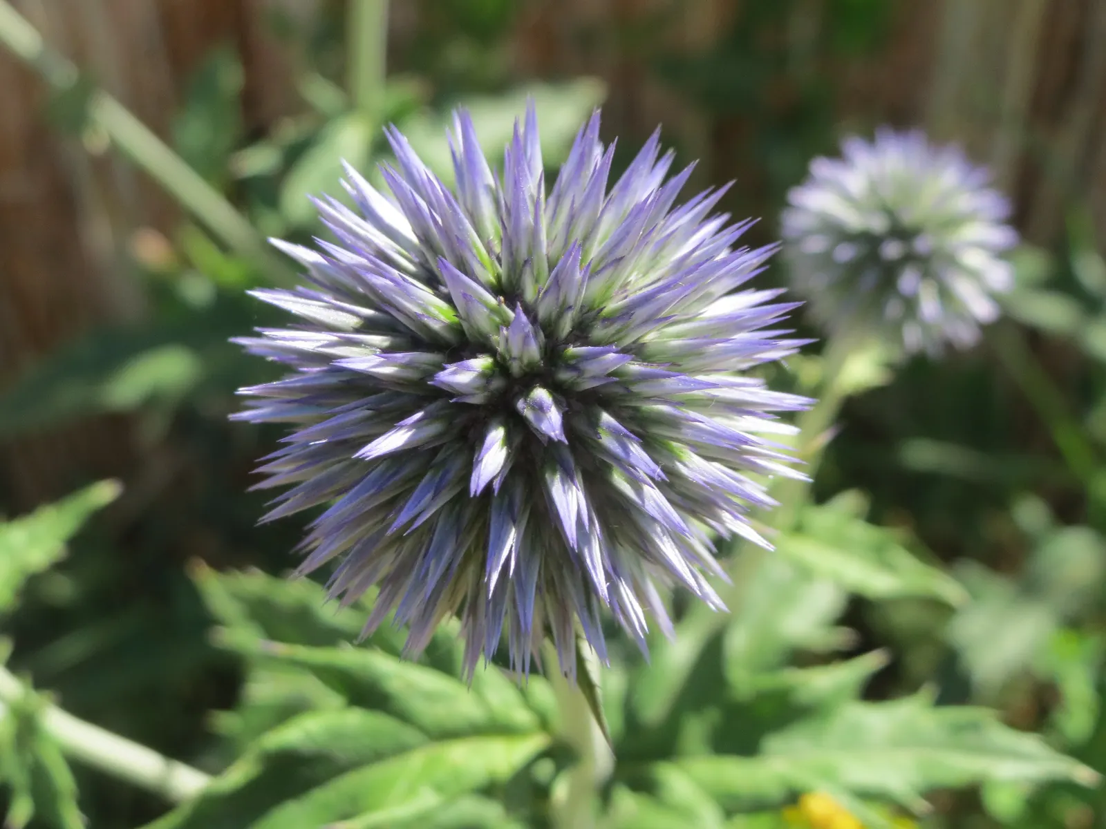 Globe Thistle (Echinops Ritro Ruthenicus) — starkly contrasting blooms from midsummer through early fall; blue flowers in the garden, image 170
