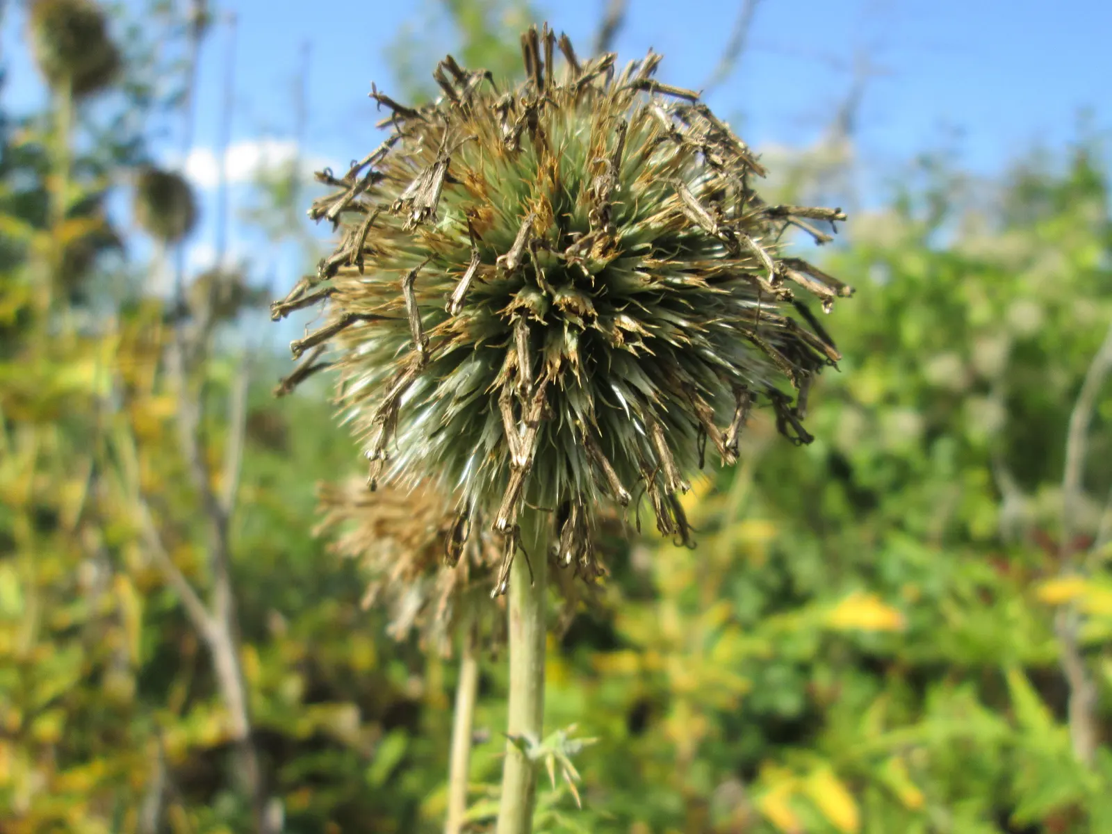 Globe Thistle (Echinops Ritro Ruthenicus) — Blooming from mid to late summer, it attracts pollinators while being deer resistant