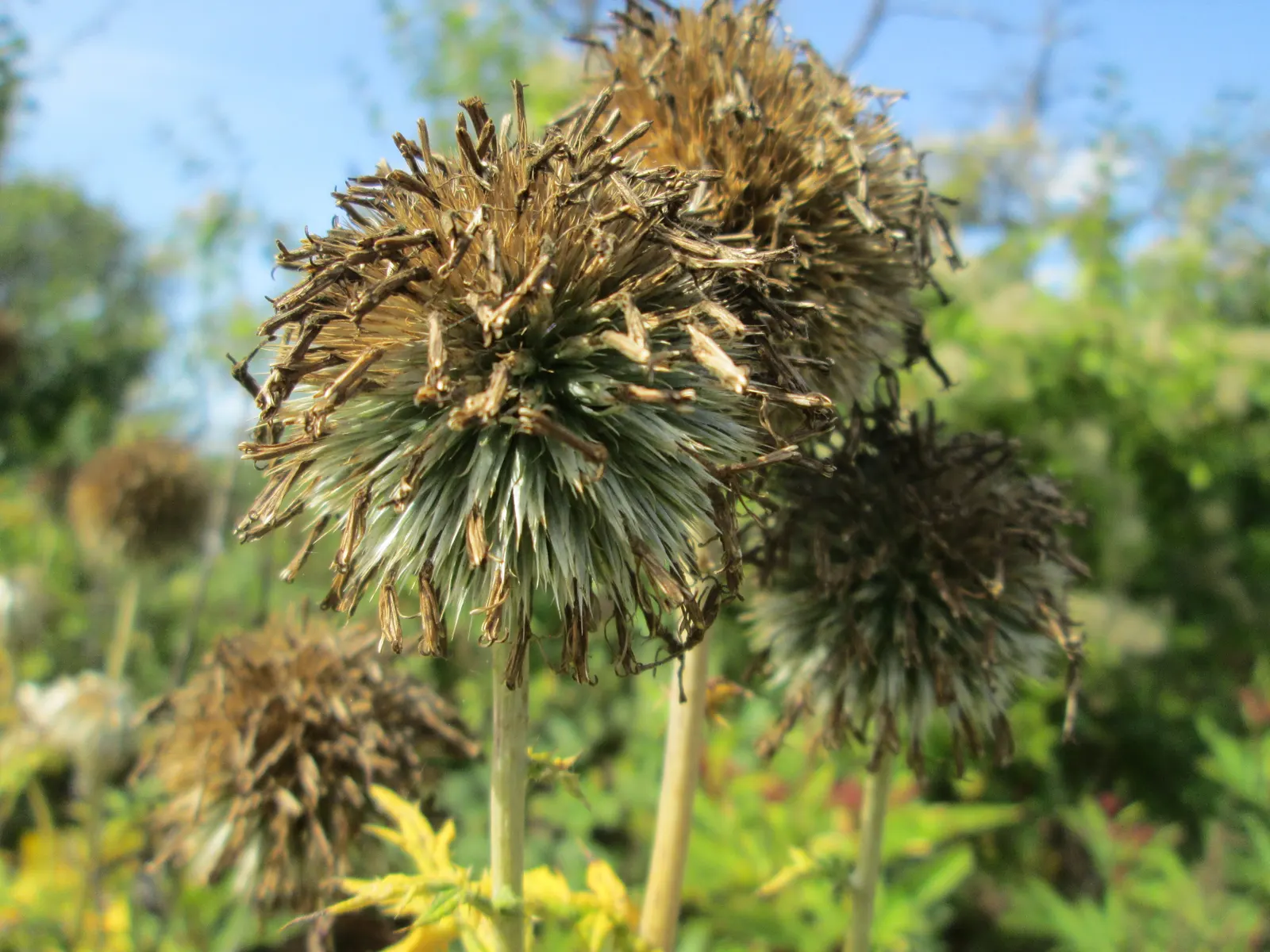 Globe Thistle (Echinops Ritro Ruthenicus) — Drought-resistant and preferring full sun, it thrives in USDA zones 3-8; metallic blue flower heads atop silvery