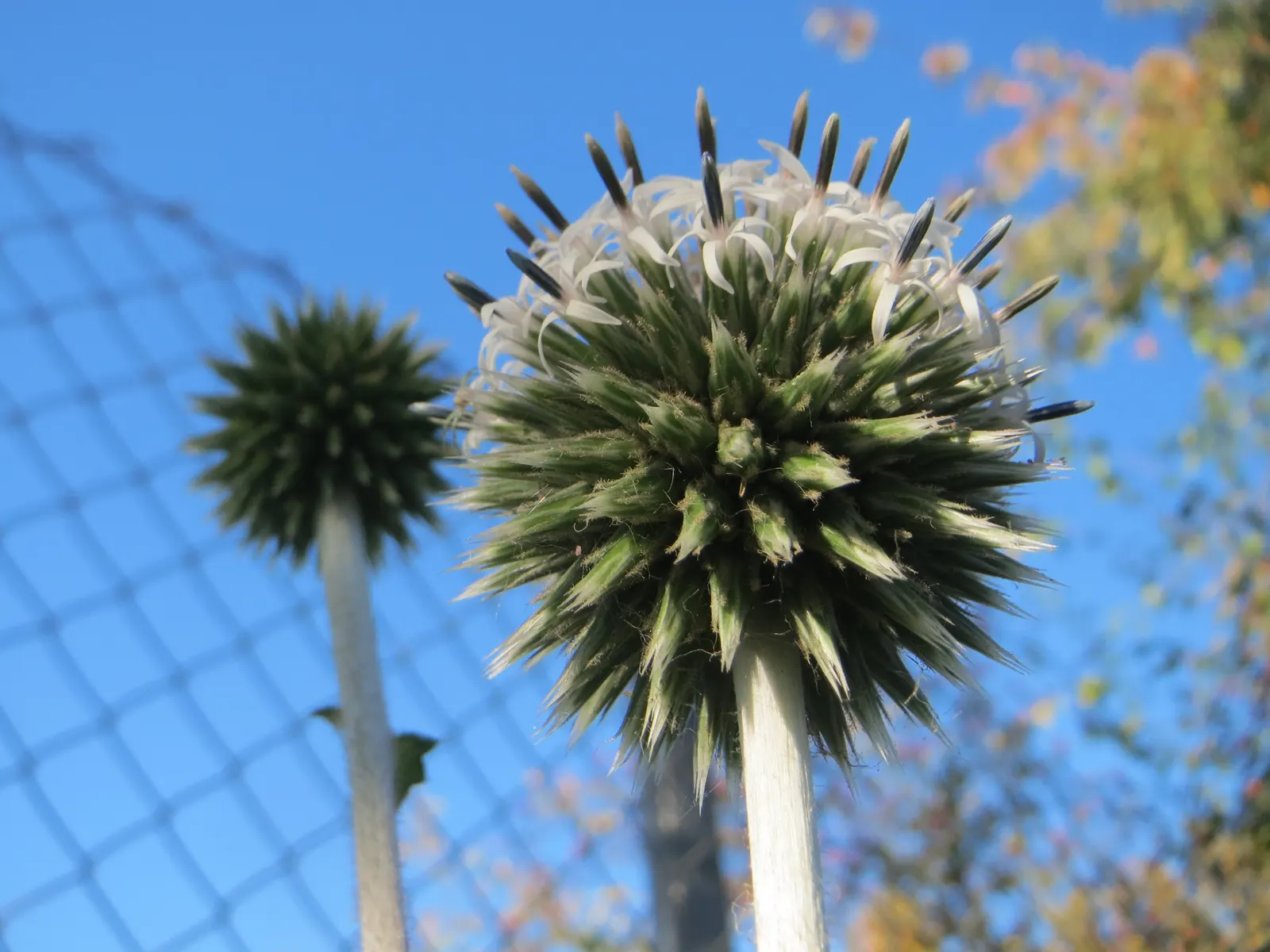 Globe Thistle (Echinops Ritro Ruthenicus) — starkly contrasting blooms from midsummer through early fall; blue flowers in the garden, image 83