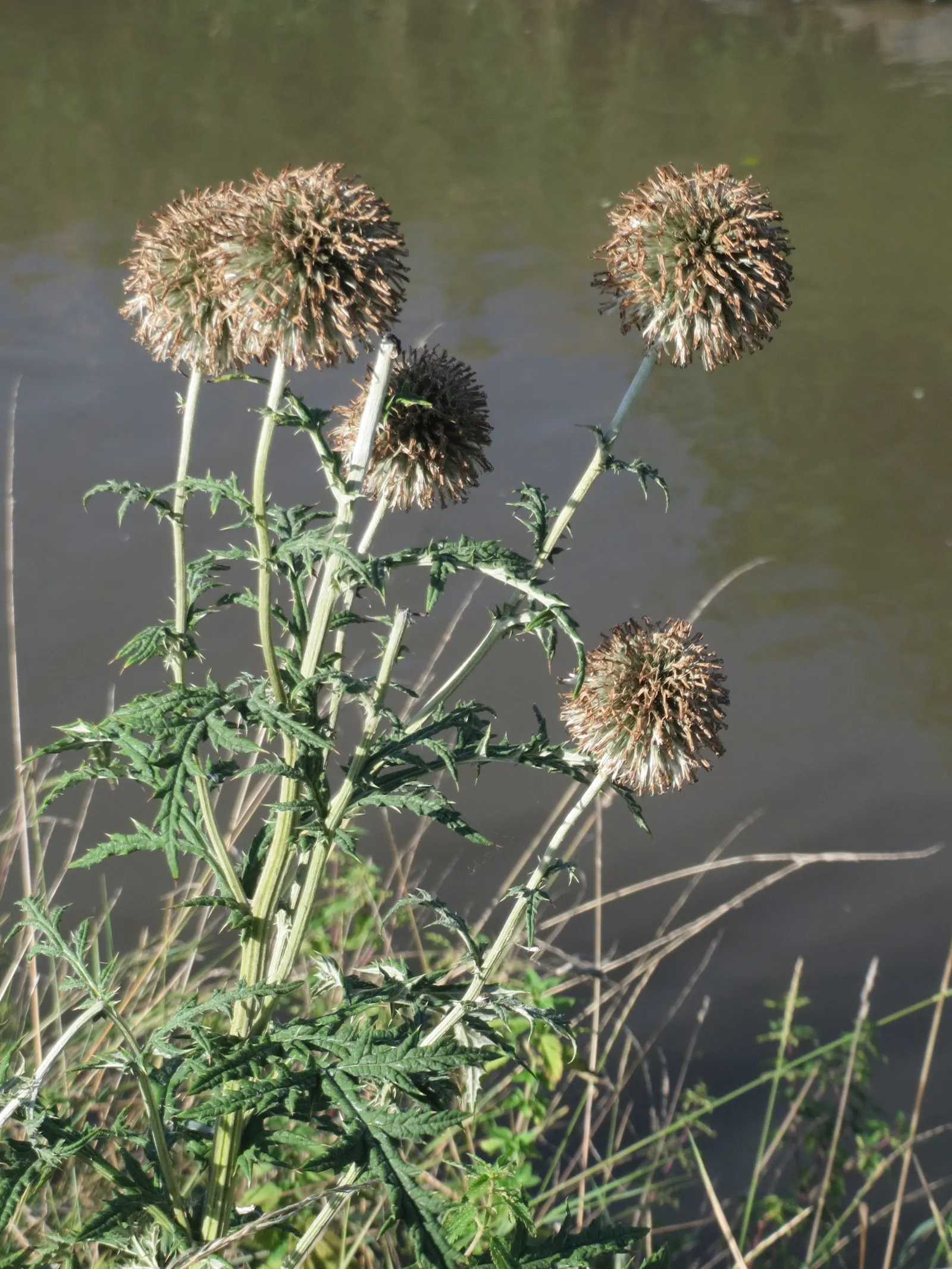 Globe Thistle (Echinops Ritro Ruthenicus) — It thrives in USDA hardiness zones 3 through 8; annual / wildflower for full, image 75