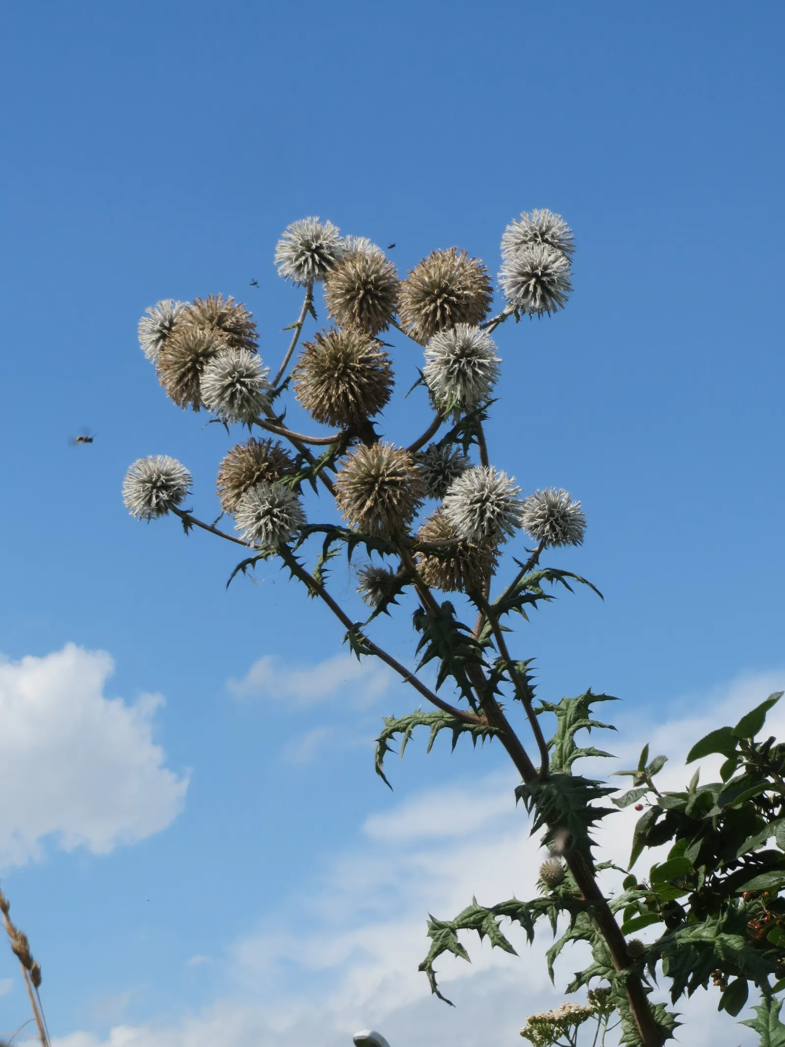 Globe Thistle (Echinops Ritro Ruthenicus) — is a robust perennial producing striking; this hardy species boasts striking spherical flower heads, image 89